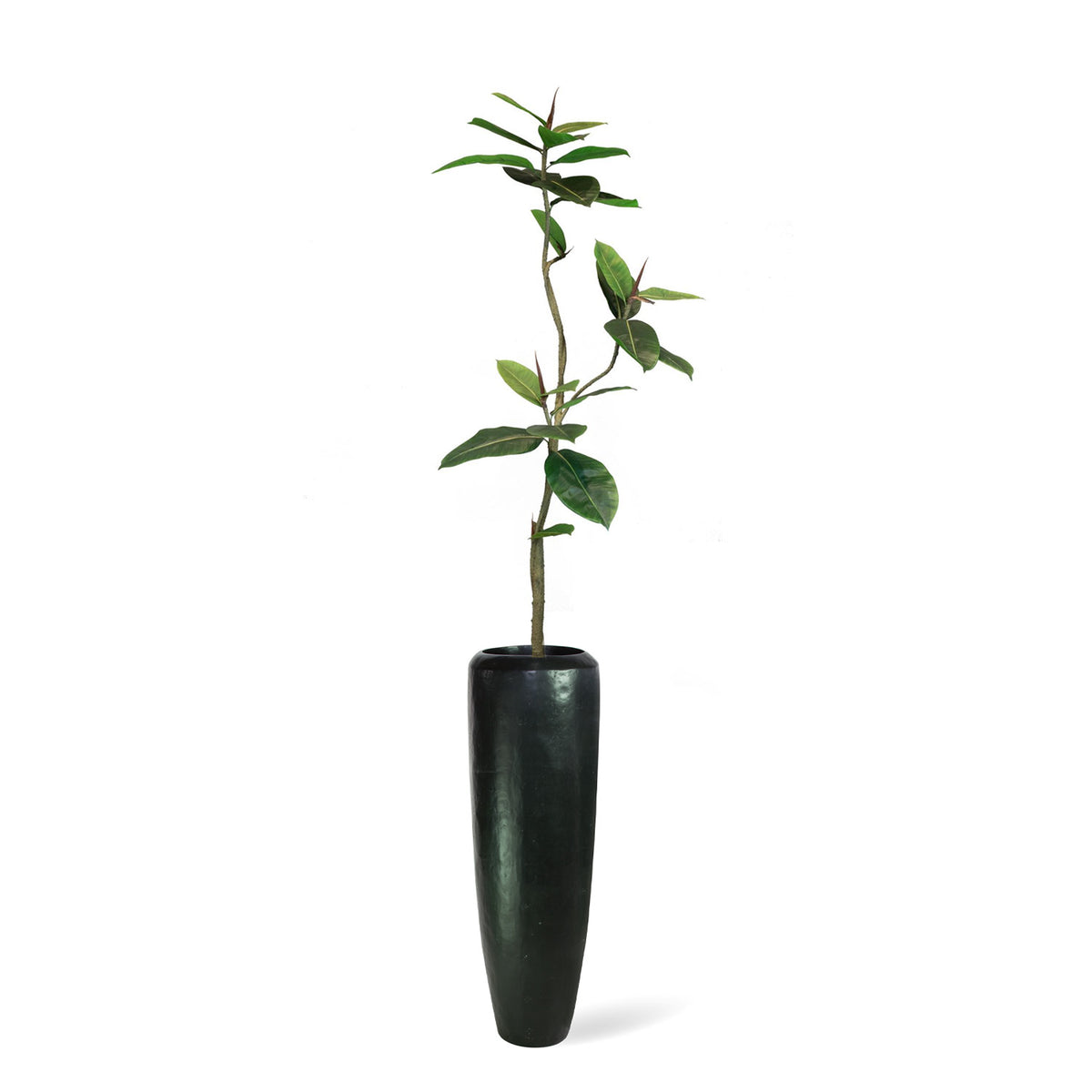 Set aus Niva Bodenvase und Ficus Elastica