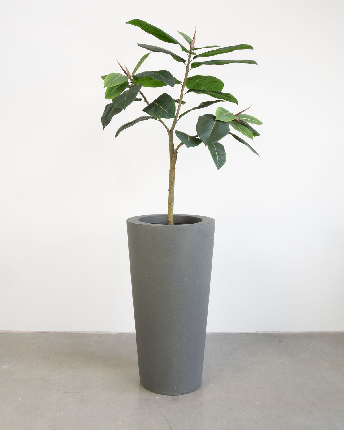 Basalo Conical Set mit Ficus Elastica