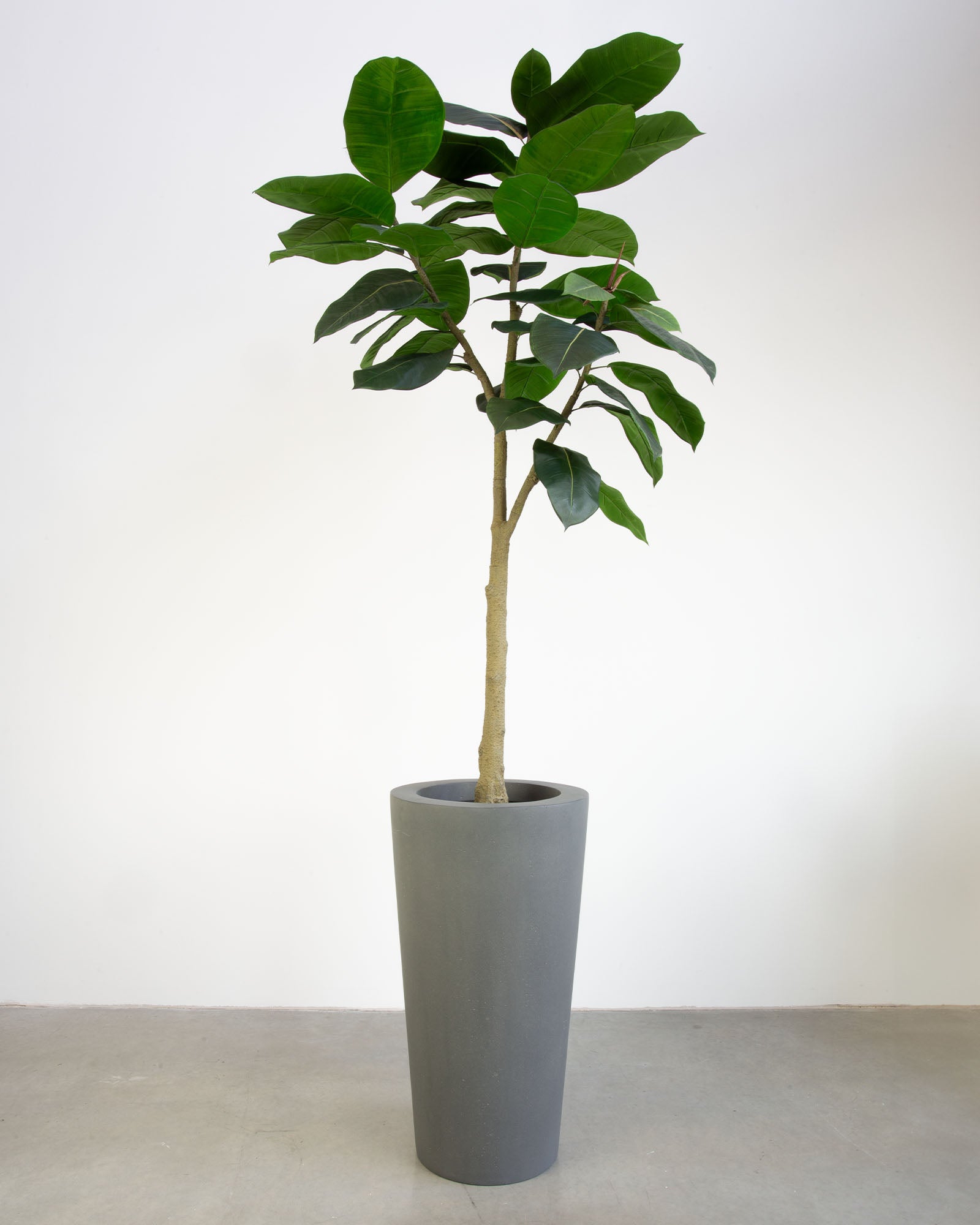 Basalo Conical Set mit Ficus Elastica