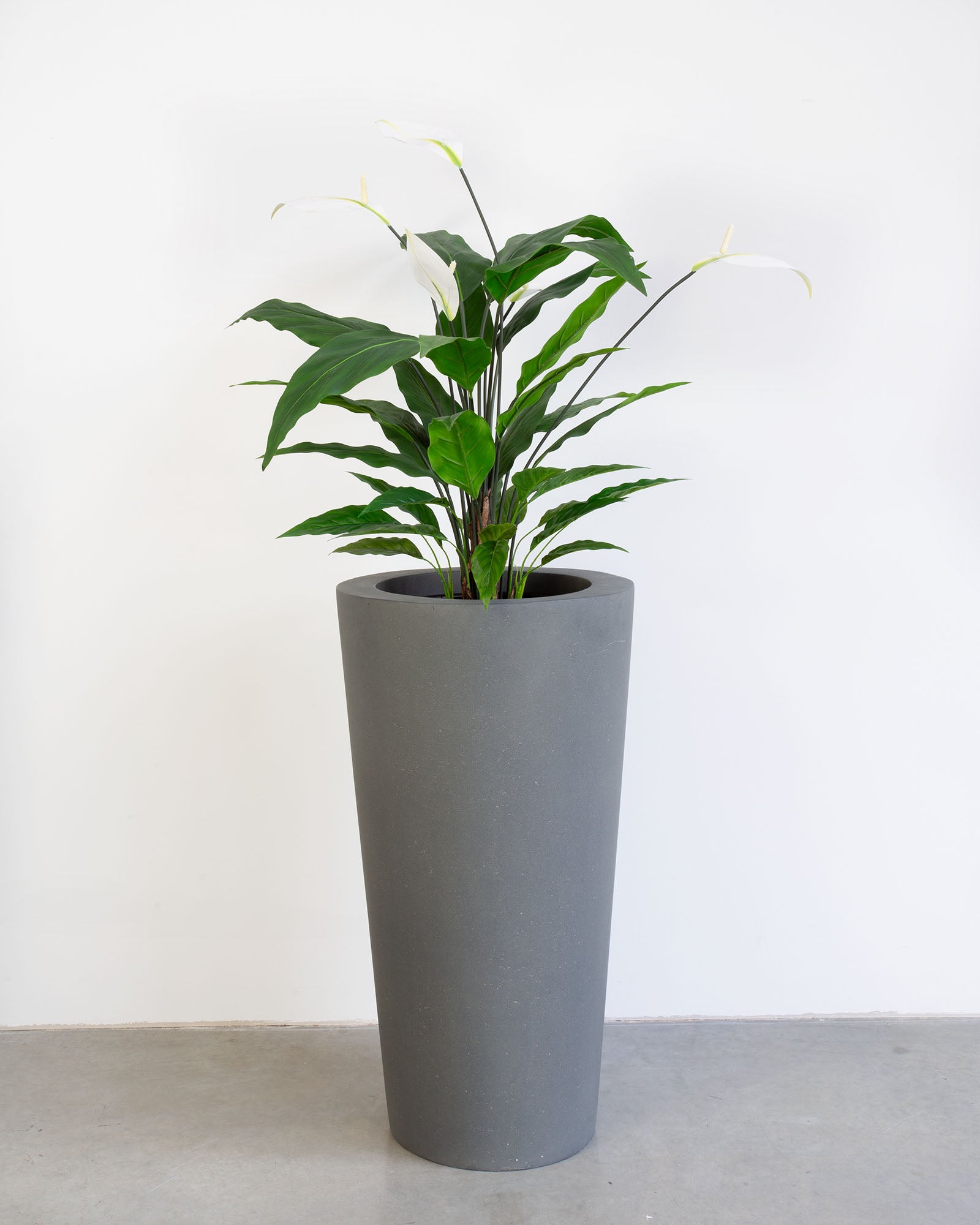 Basalo Conical Set mit Einblatt
