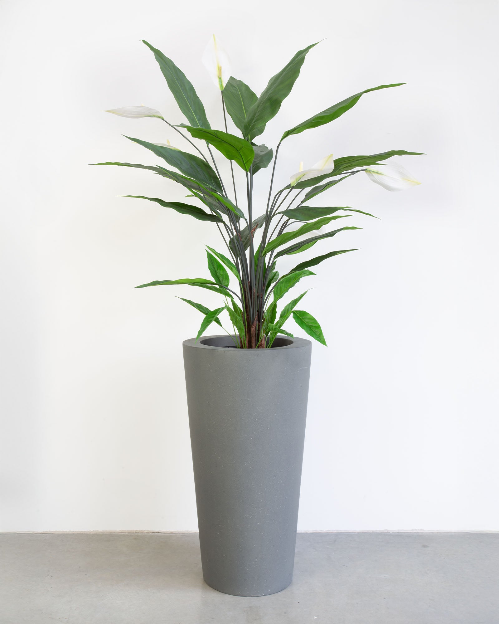 Basalo Conical Set mit Einblatt