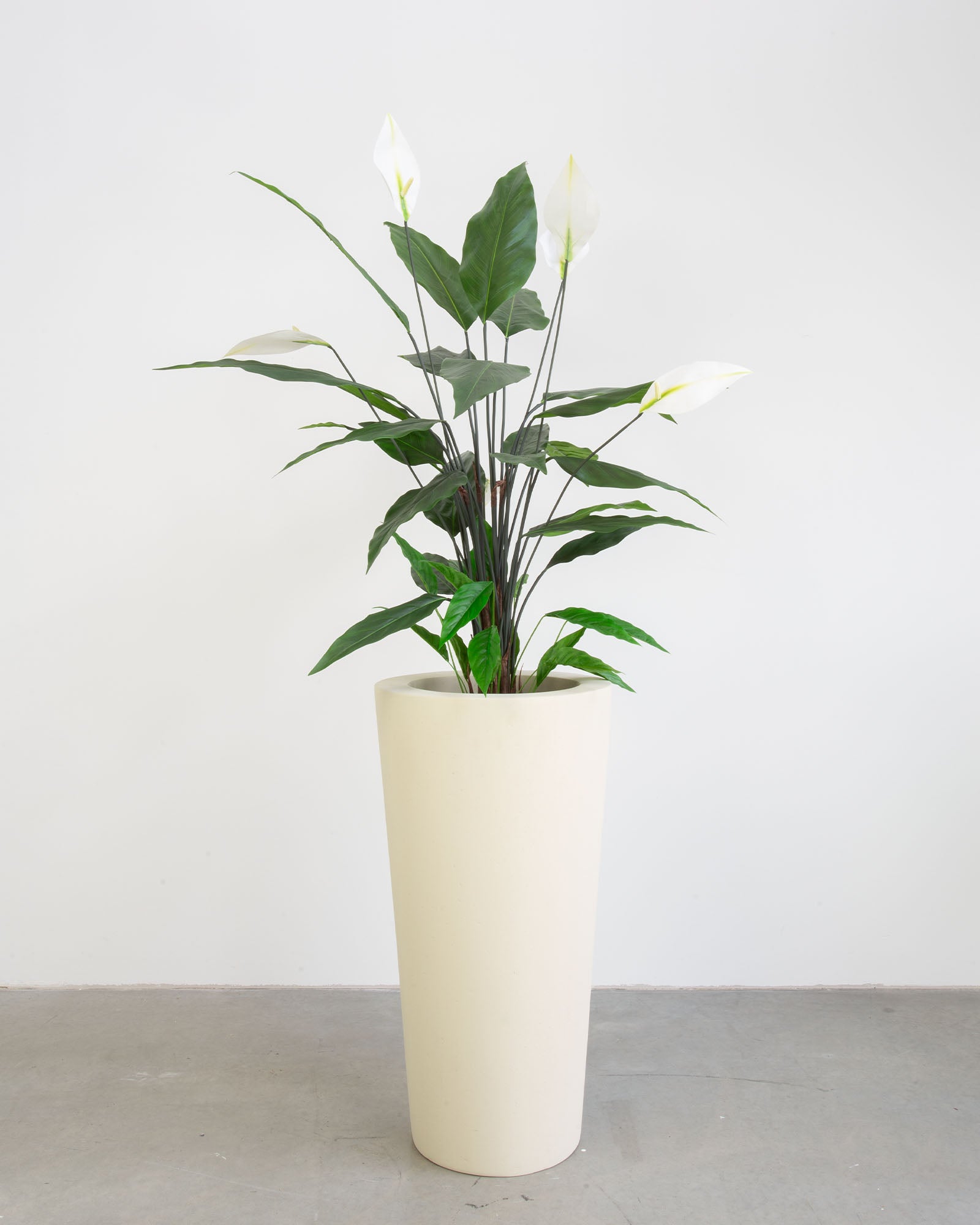 Basalo Conical Set mit Einblatt