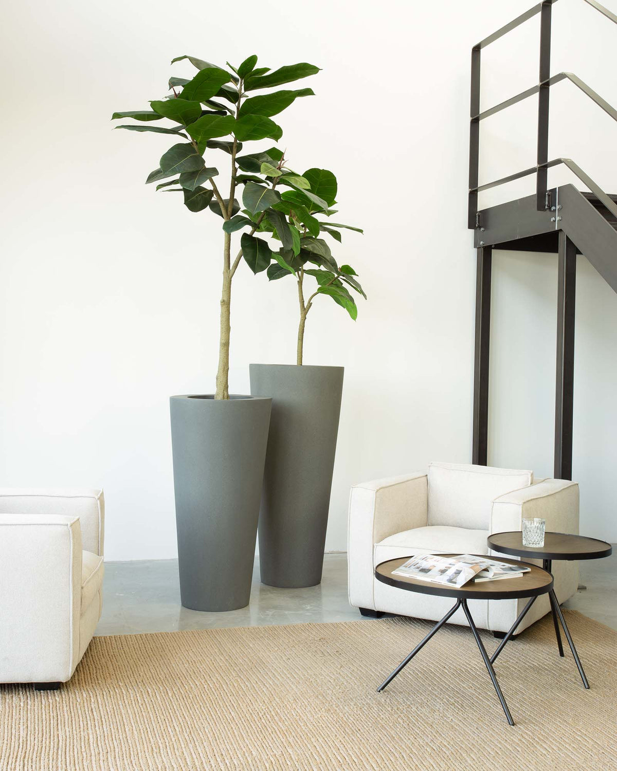 Basalo Conical Set mit Ficus Elastica