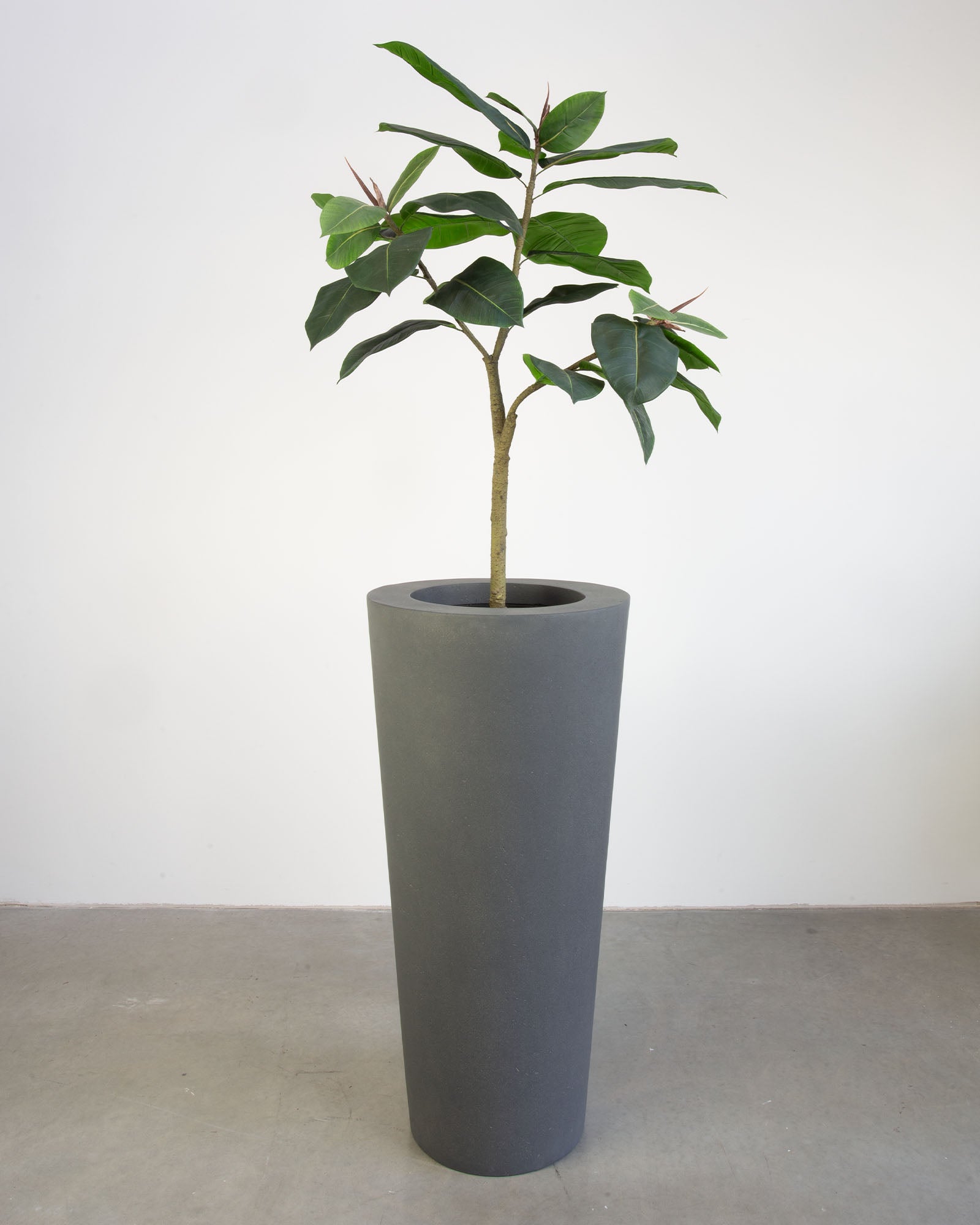 Basalo Conical Set mit Ficus Elastica