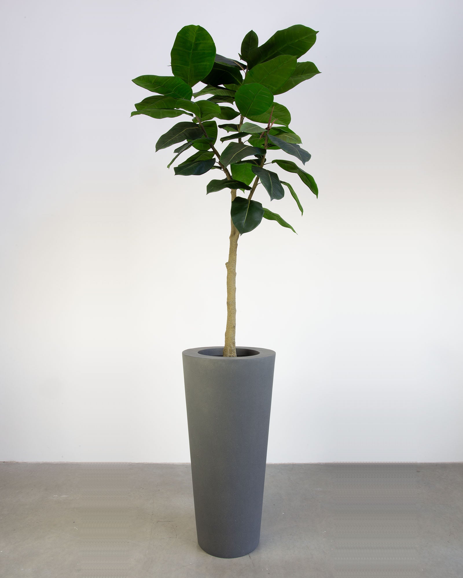 Basalo Conical Set mit Ficus Elastica