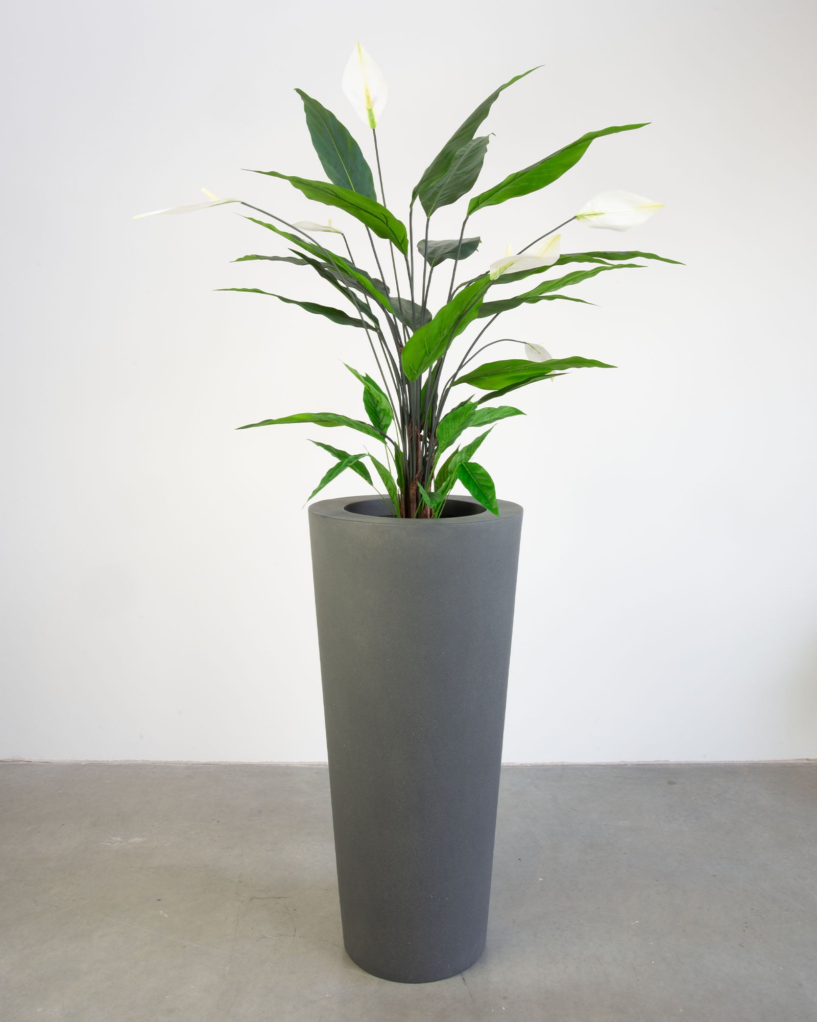 Basalo Conical Set mit Einblatt