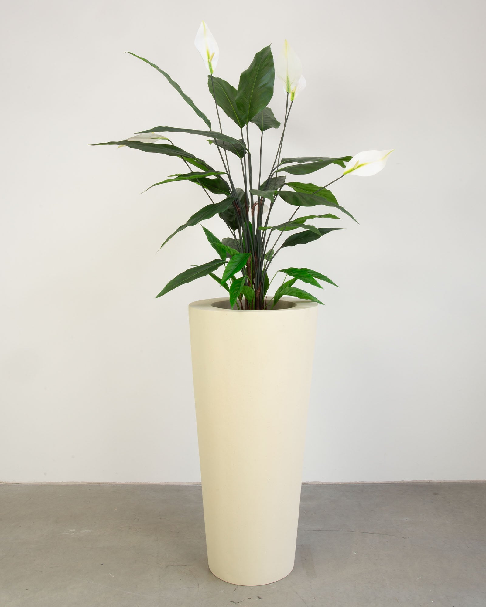 Basalo Conical Set mit Einblatt