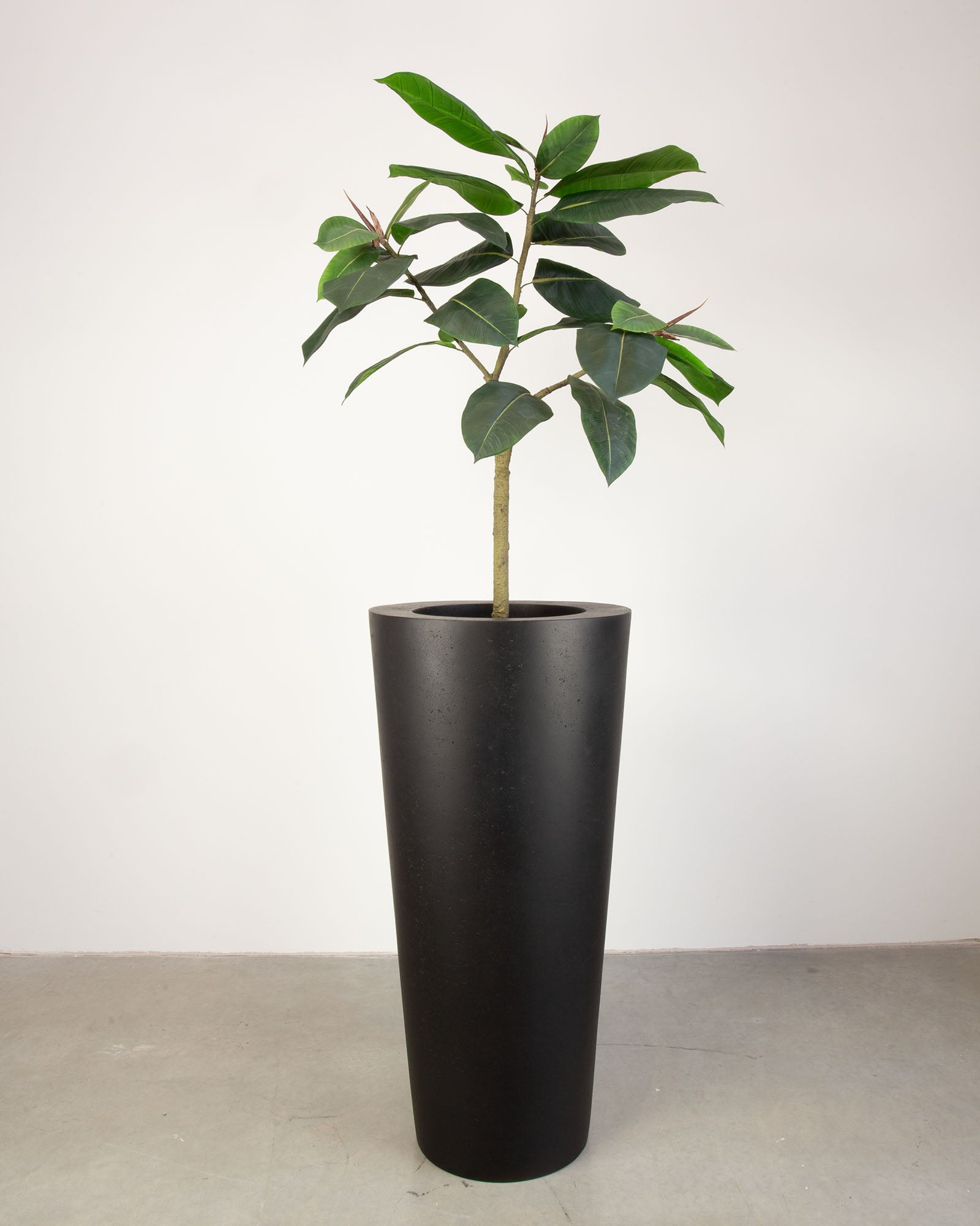 Basalo Conical Set mit Ficus Elastica