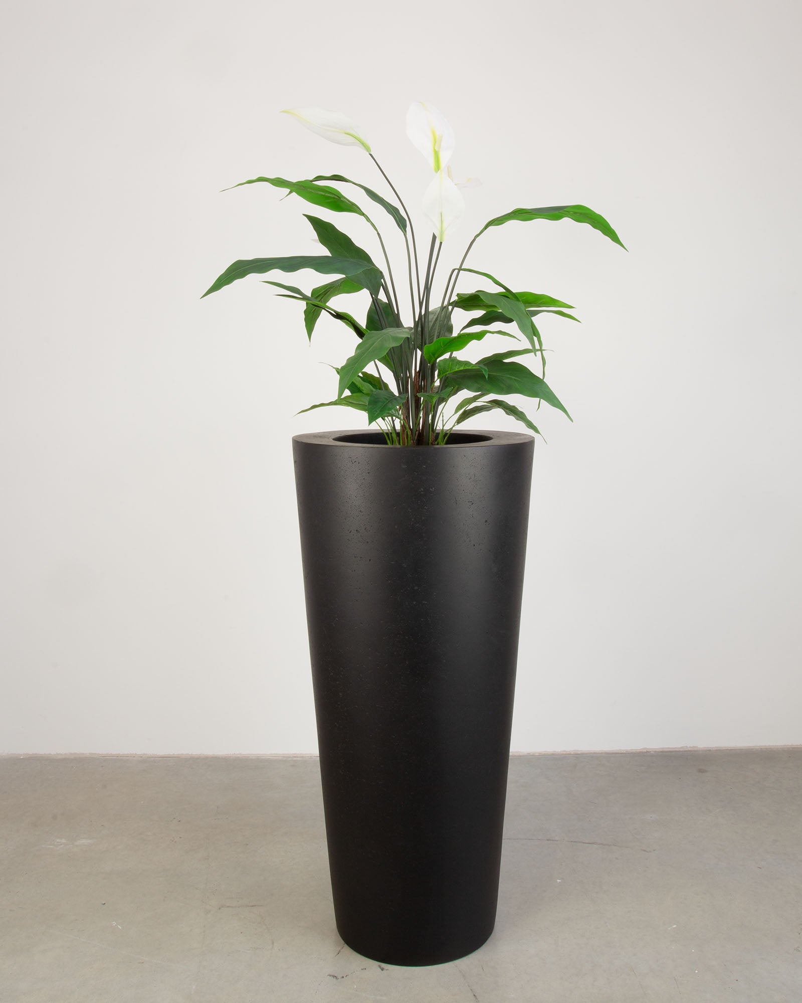 Basalo Conical Set mit Einblatt