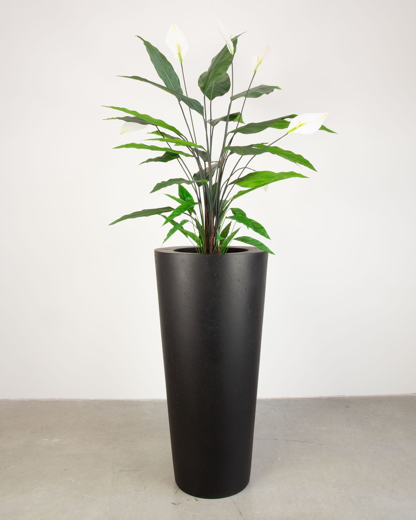 Basalo Conical Set mit Einblatt