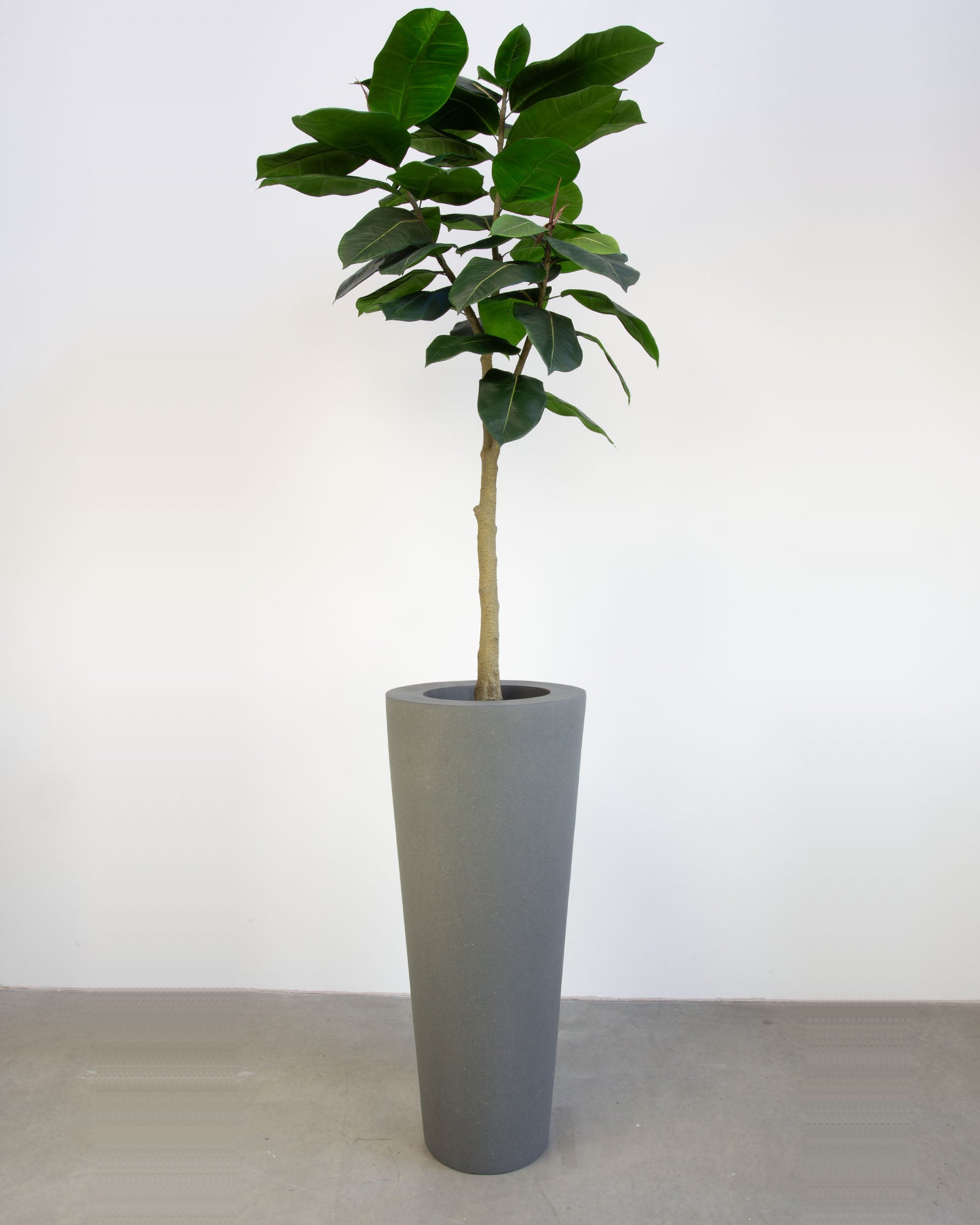 Basalo Conical Set mit Ficus Elastica