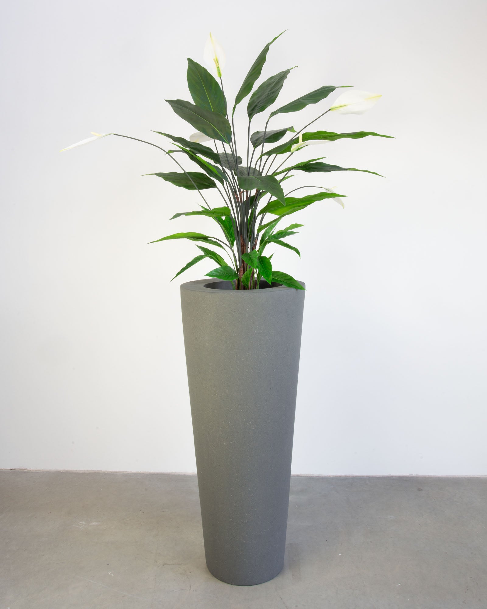 Basalo Conical Set mit Einblatt