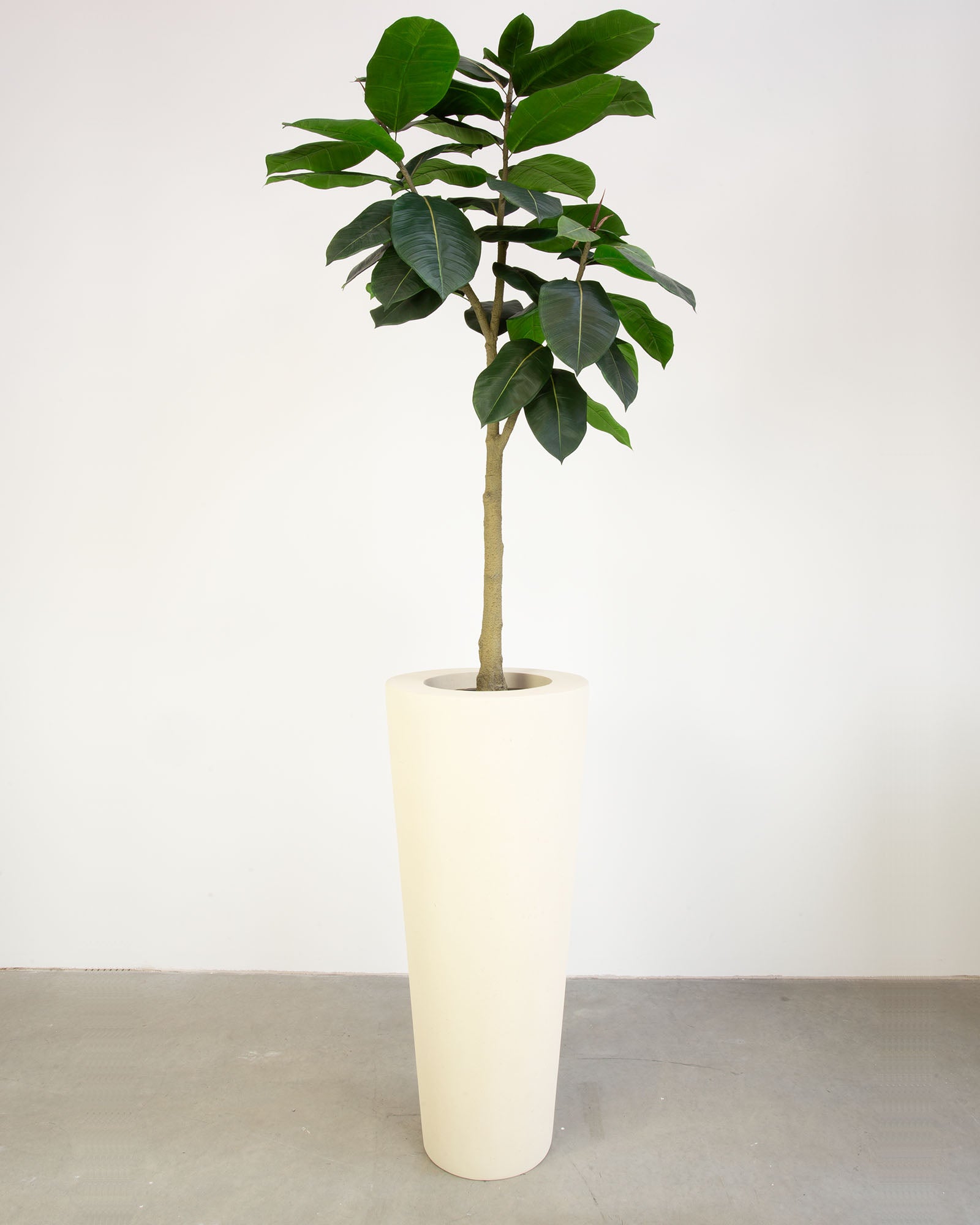 Basalo Conical Set mit Ficus Elastica