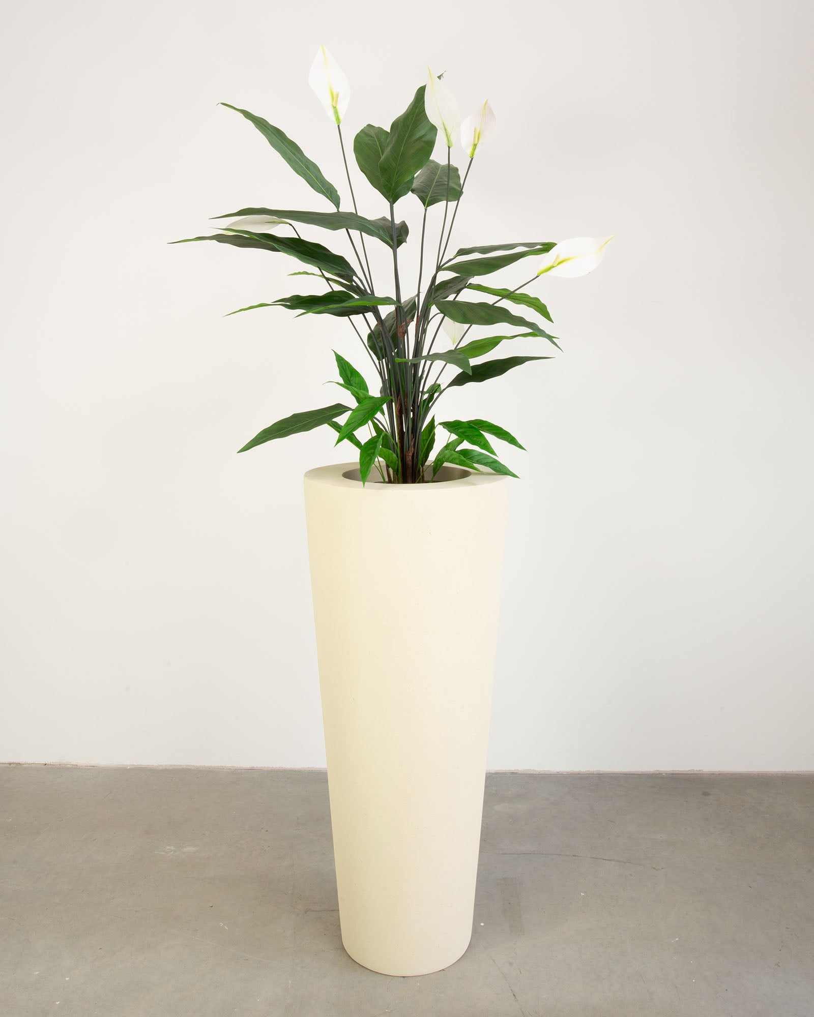 Basalo Conical Set mit Einblatt