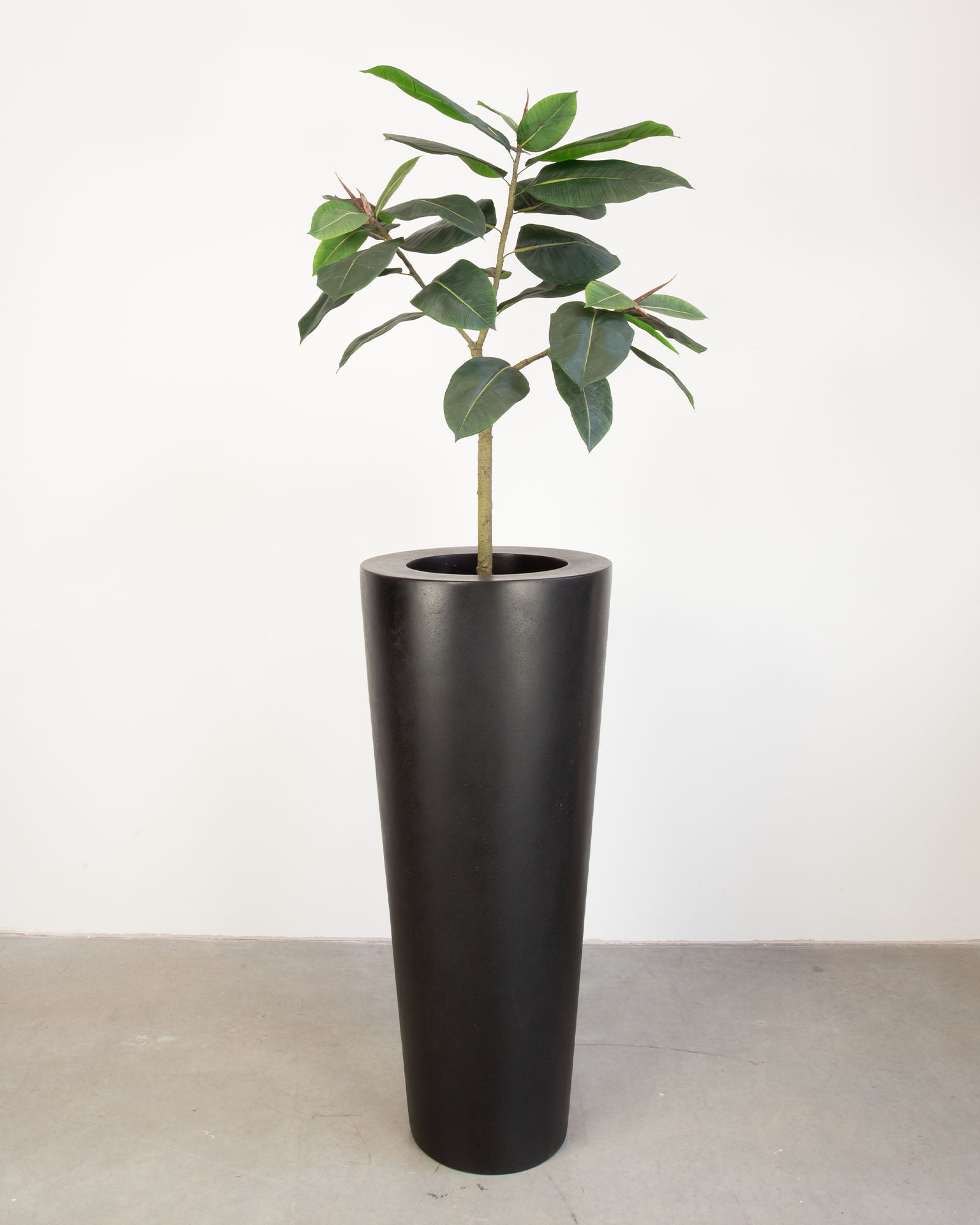 Basalo Conical Set mit Ficus Elastica