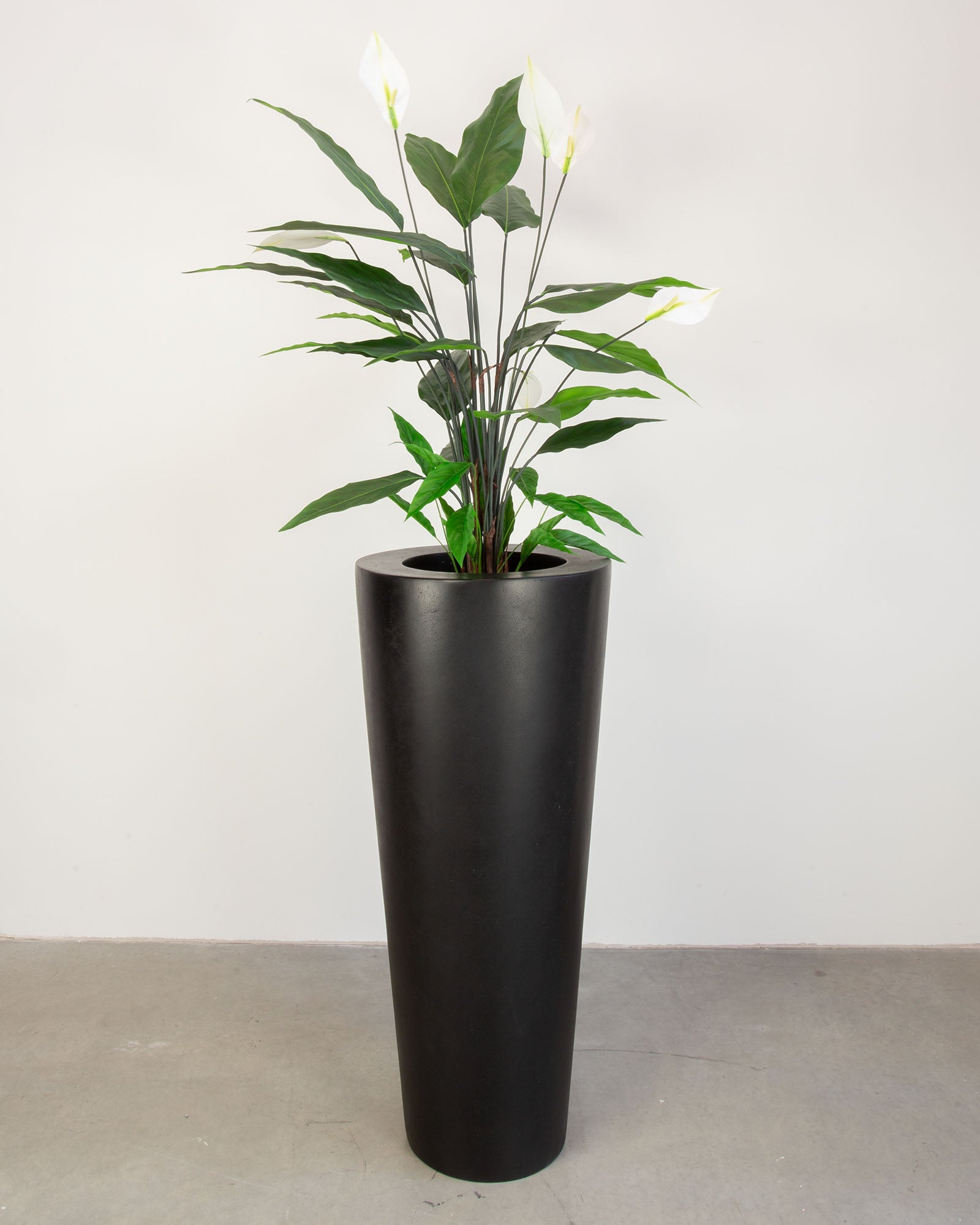 Basalo Conical Set mit Einblatt