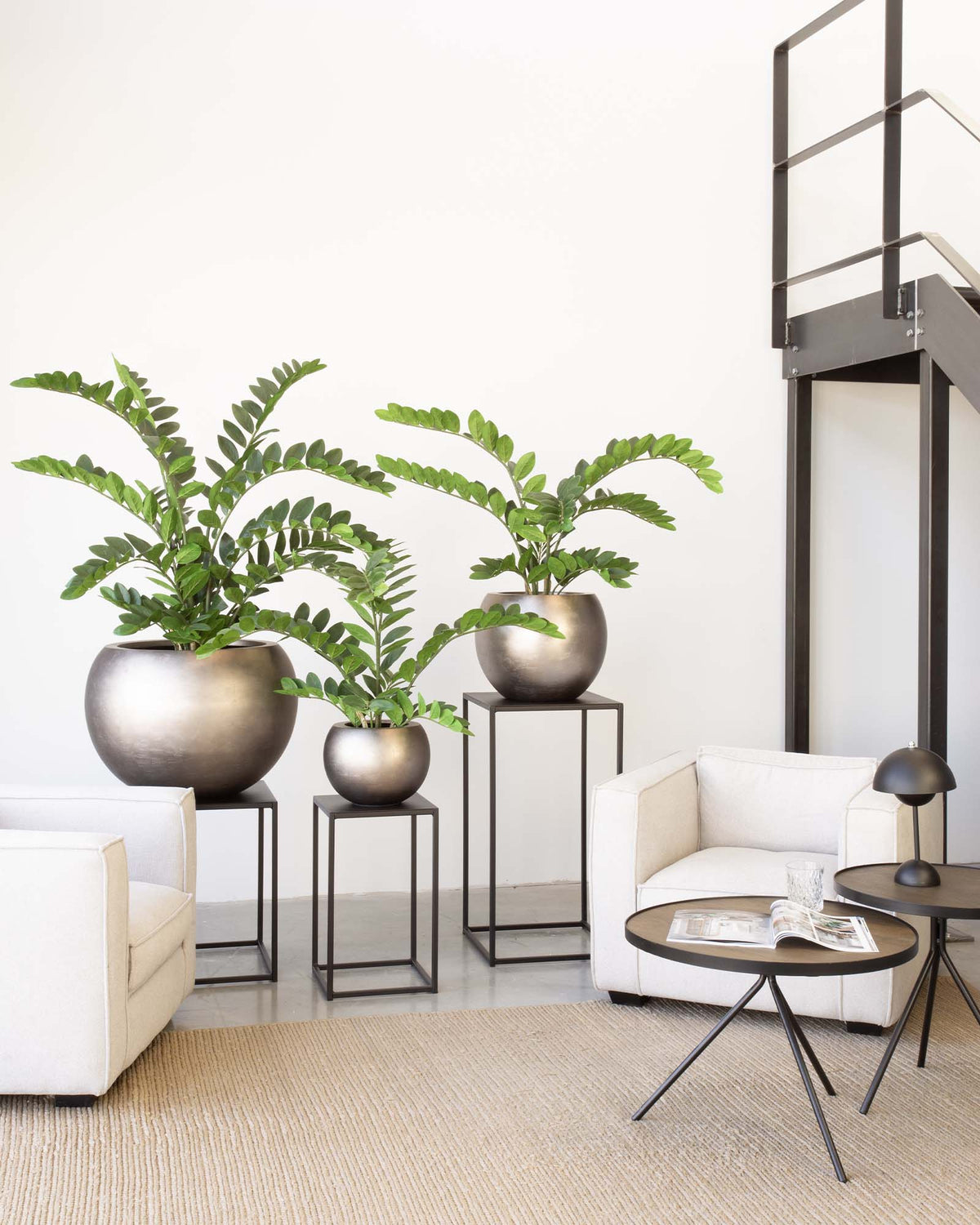 Noblesse Globe Set mit Zamioculas