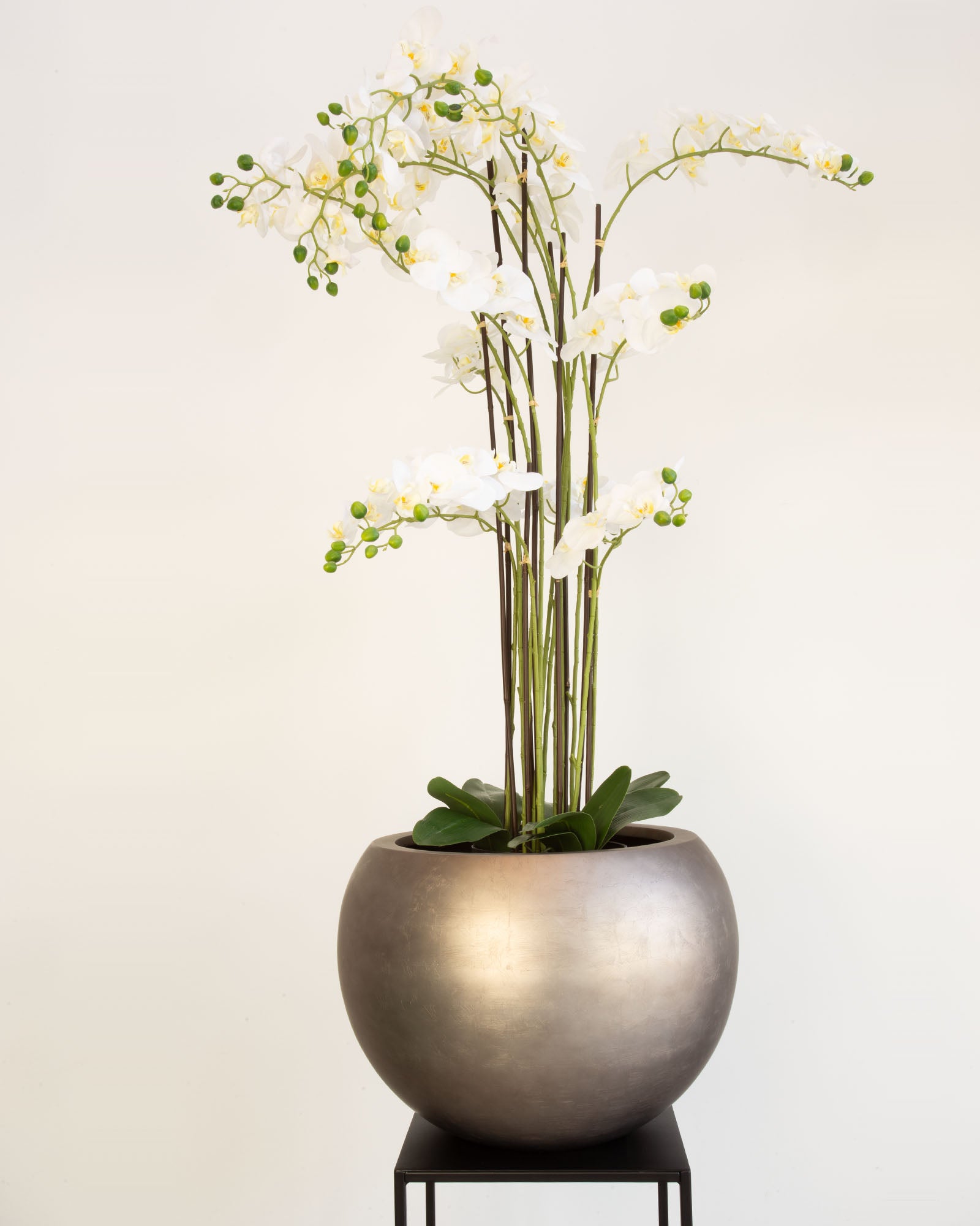 Noblesse Globe Set mit Orchidee Weiß