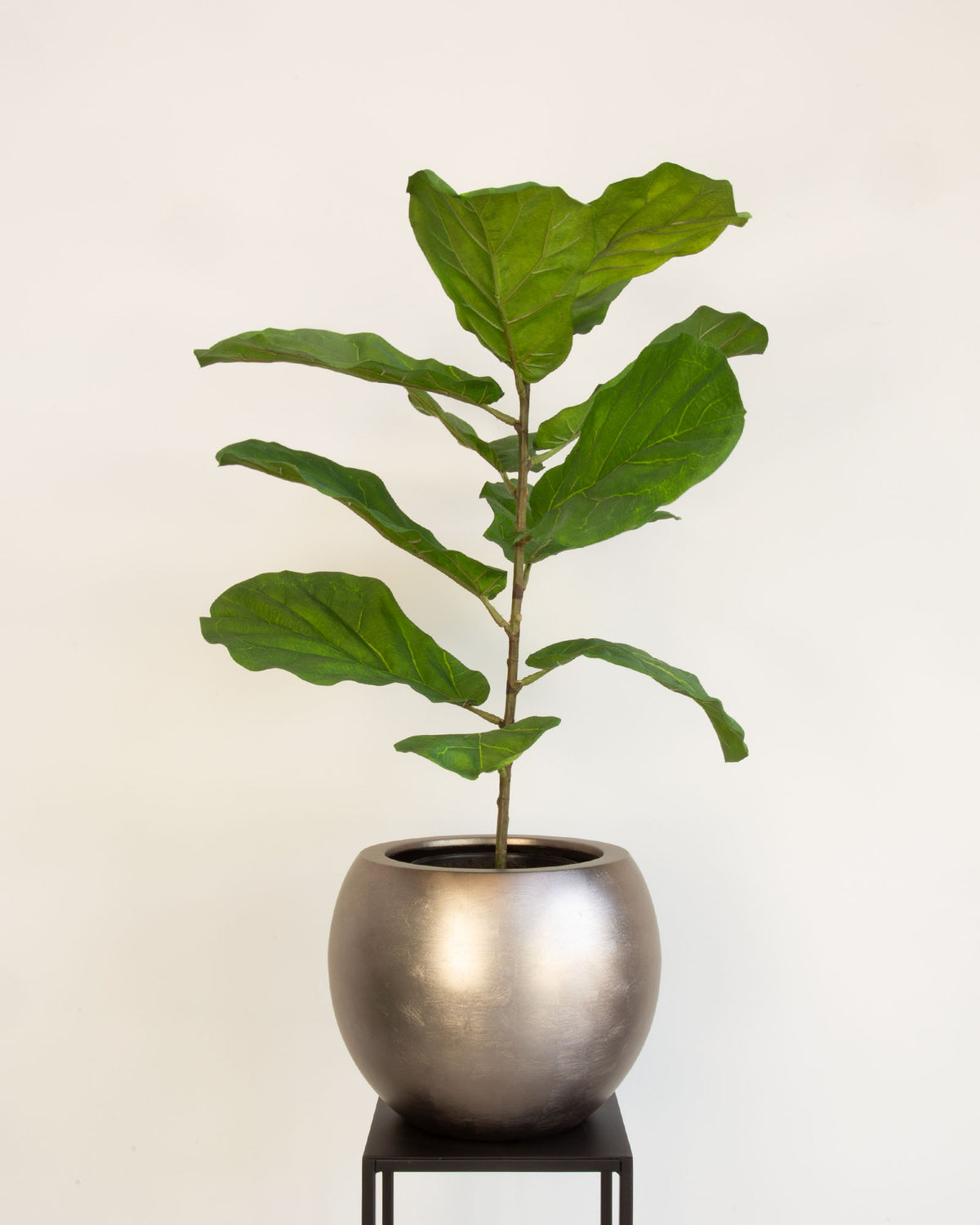 Noblesse Globe Set mit Geigenfeige