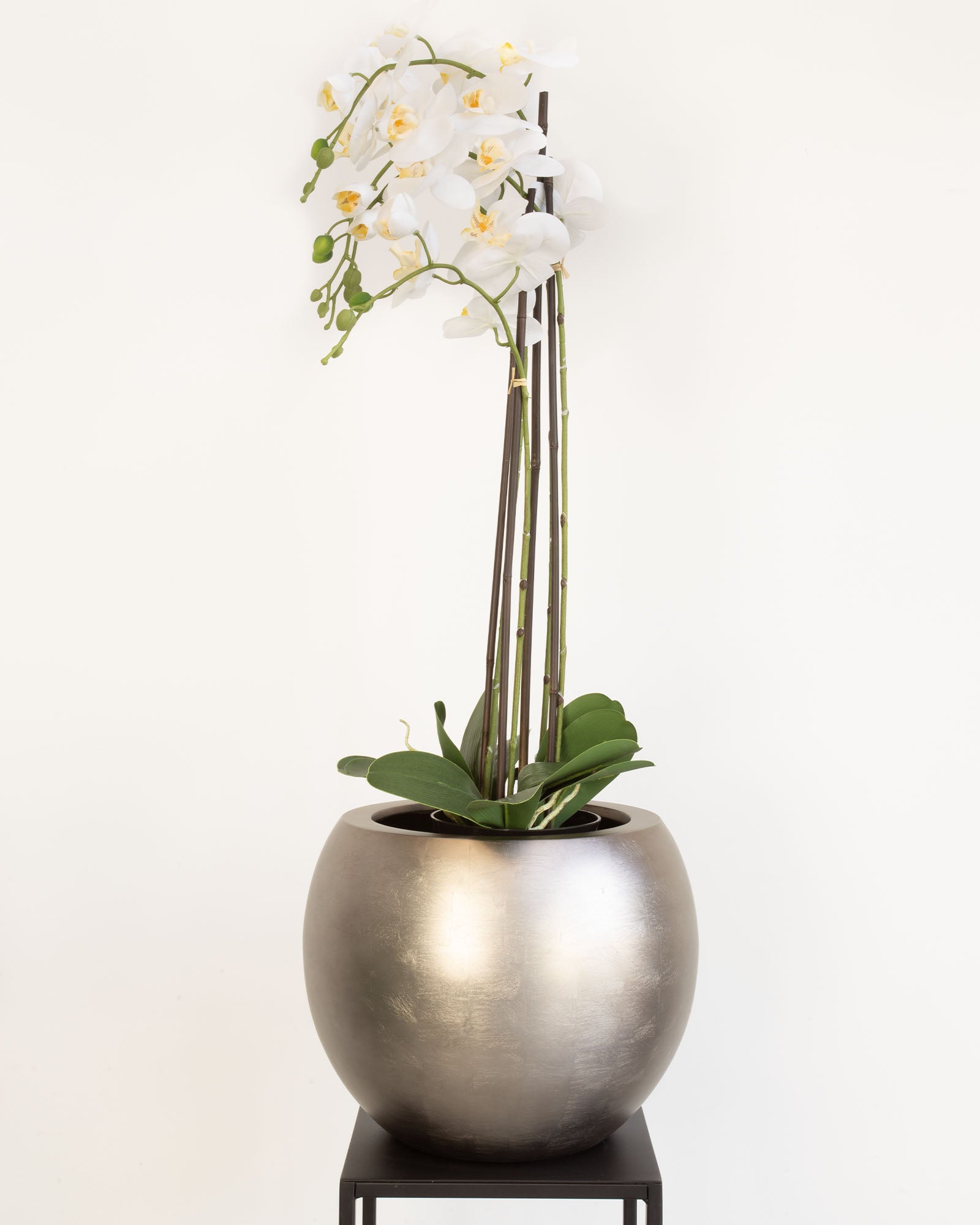Noblesse Globe Set mit Orchidee Weiß