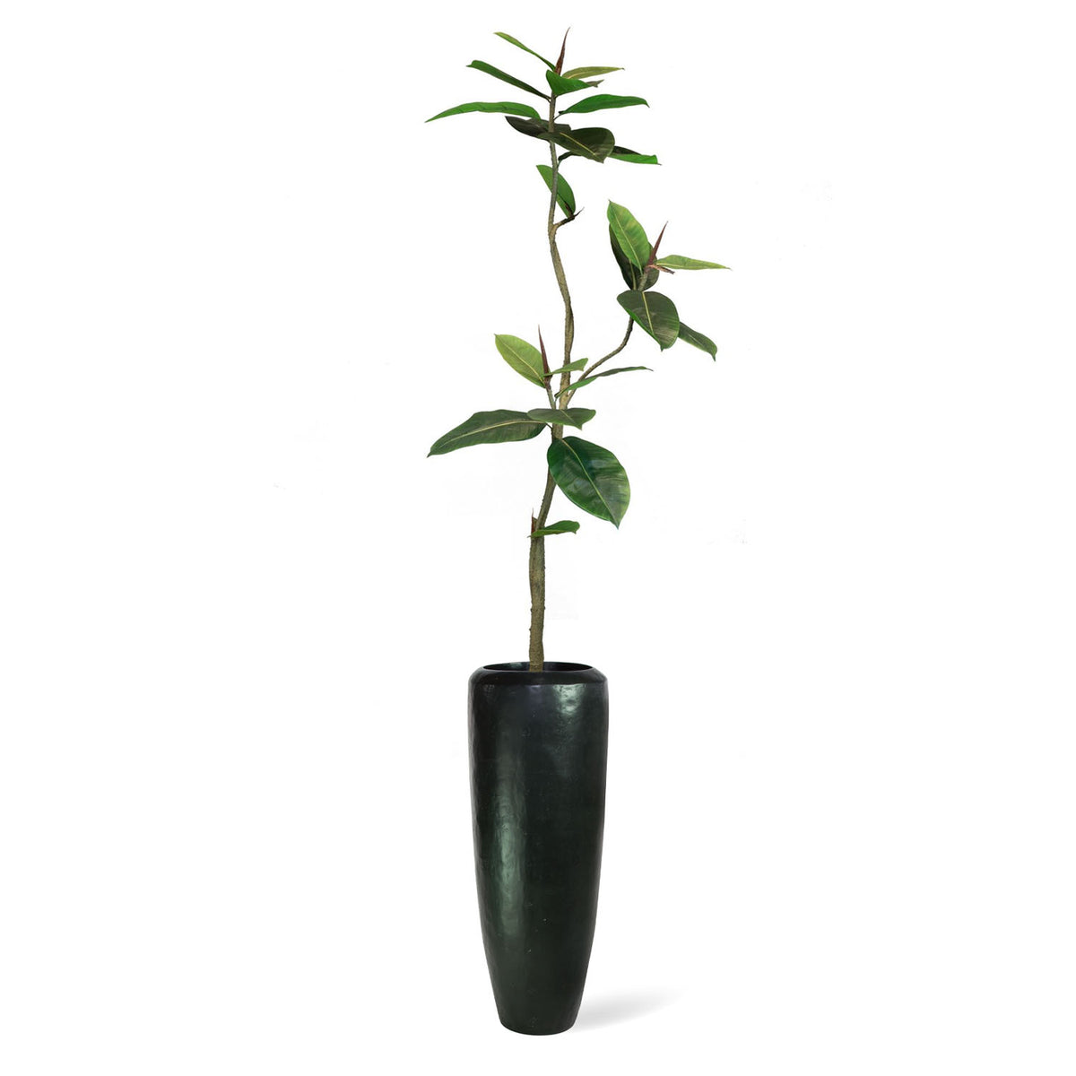 UV-stabiler Ficus Elastica von Get Your Green in Niva Bodenvase Seitenansicht aus recyceltem Material