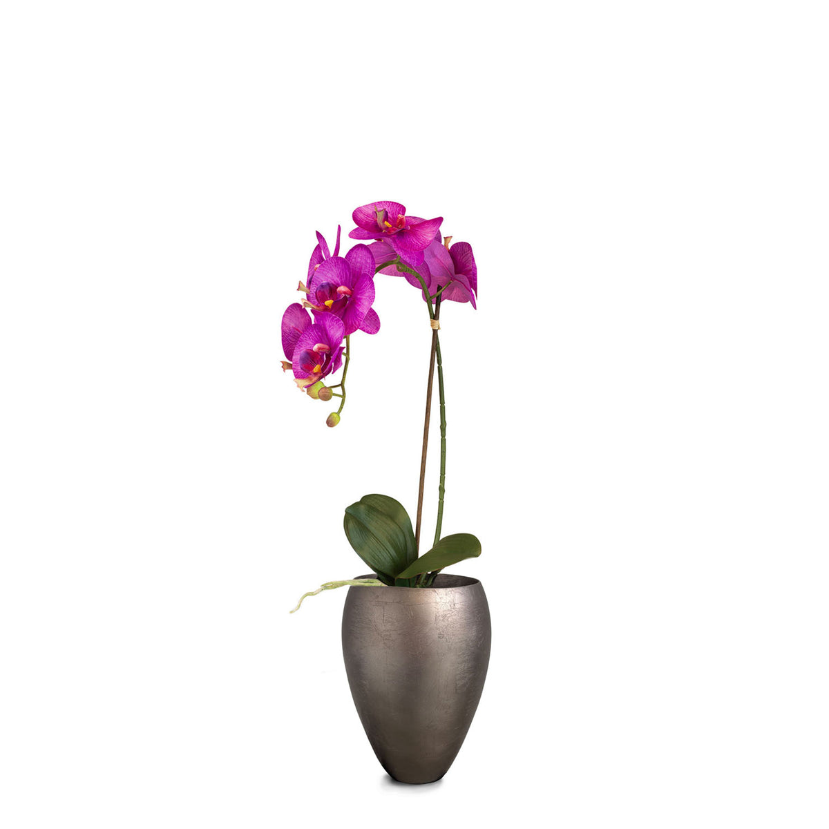Set aus Noblesse Orchideentopf und Orchidee
