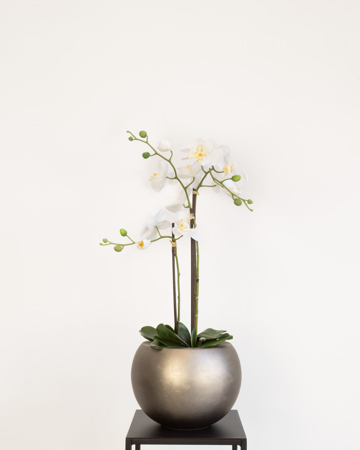 Noblesse Globe Set mit Orchidee Weiß