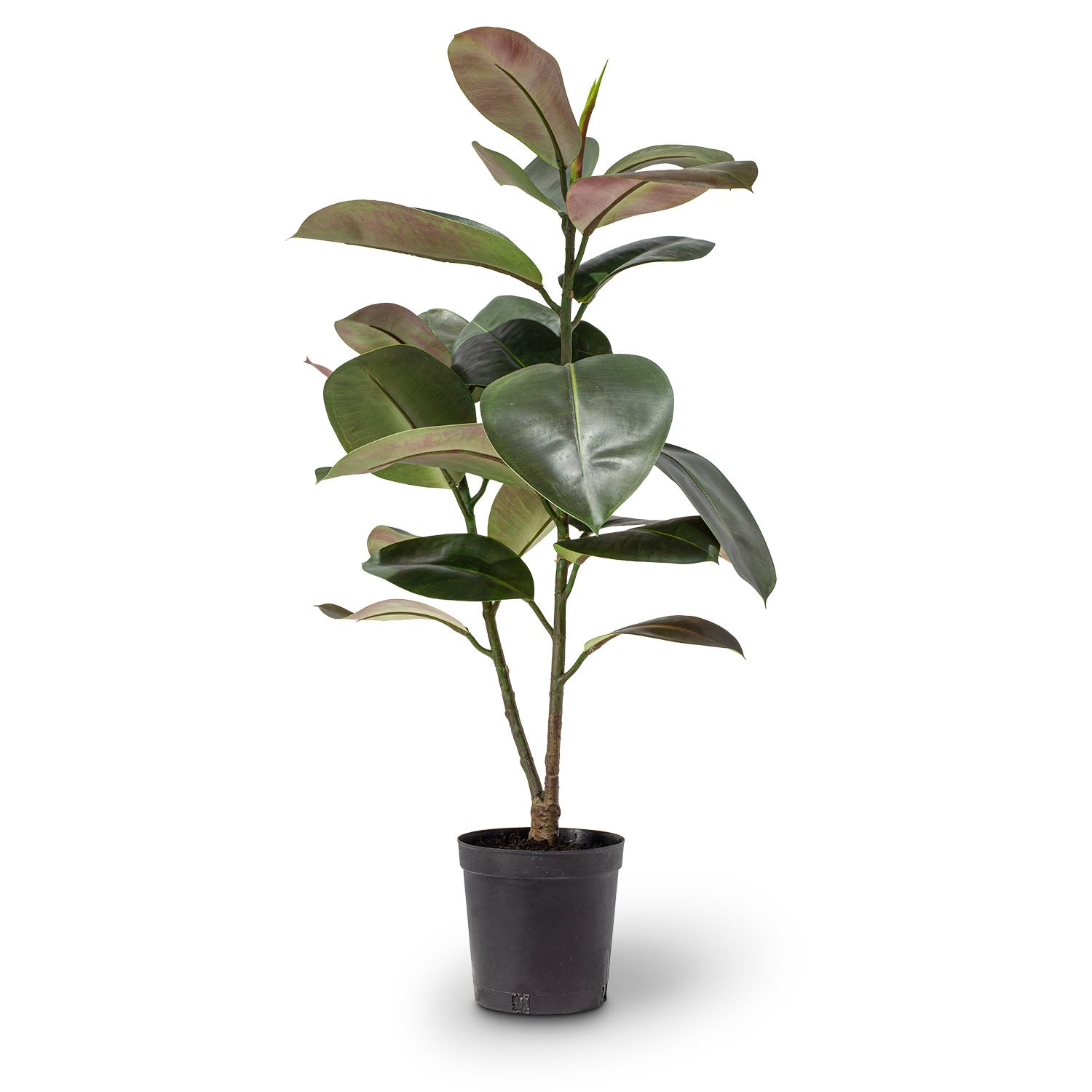 Ficus Elastica - Gummibaum Kunstpflanze