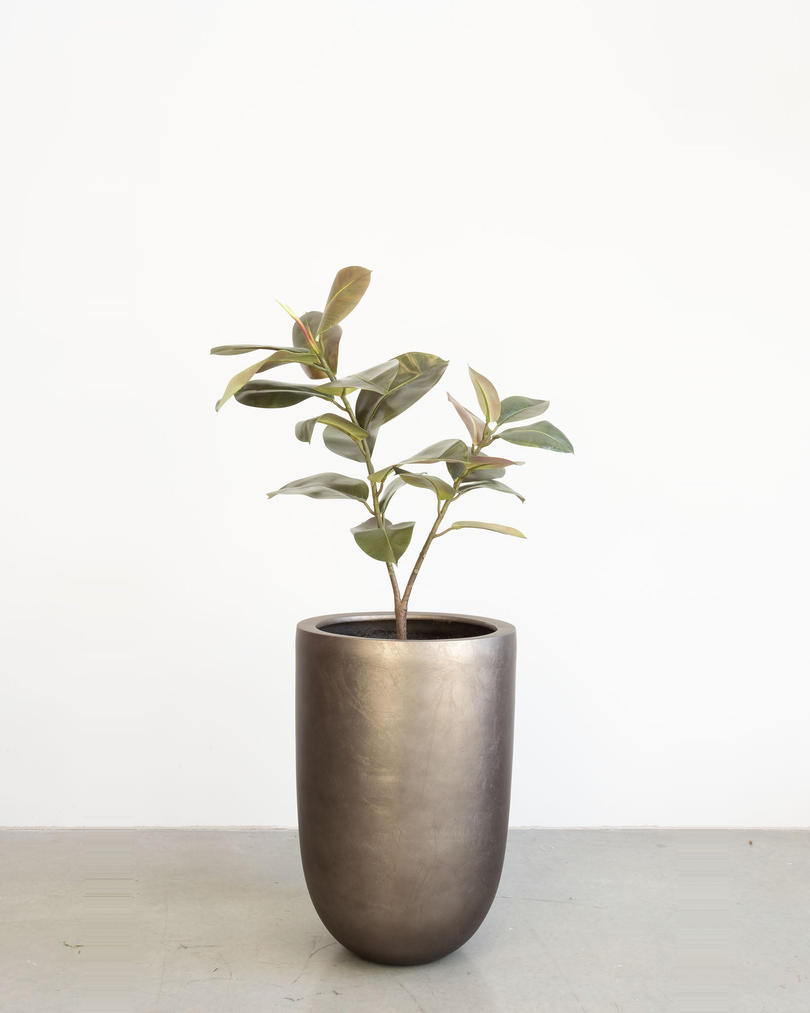 Noblesse Pflanzgefäß Set mit Ficus Elastica