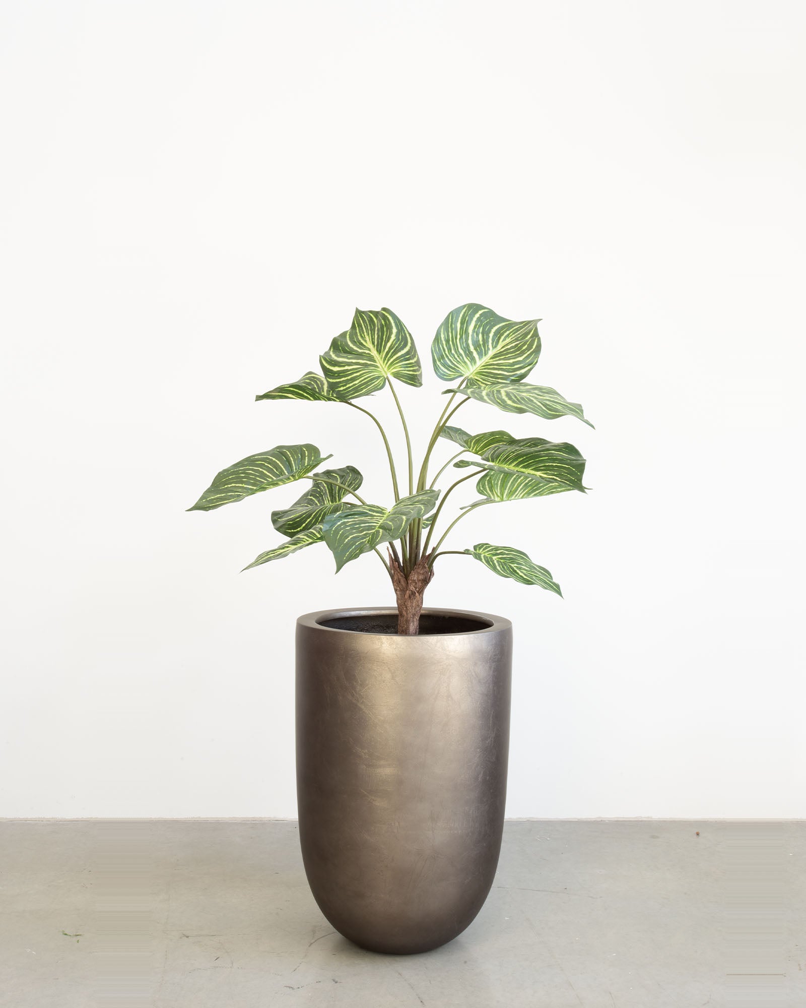 Noblesse Pflanzgefäß Set mit Calathea