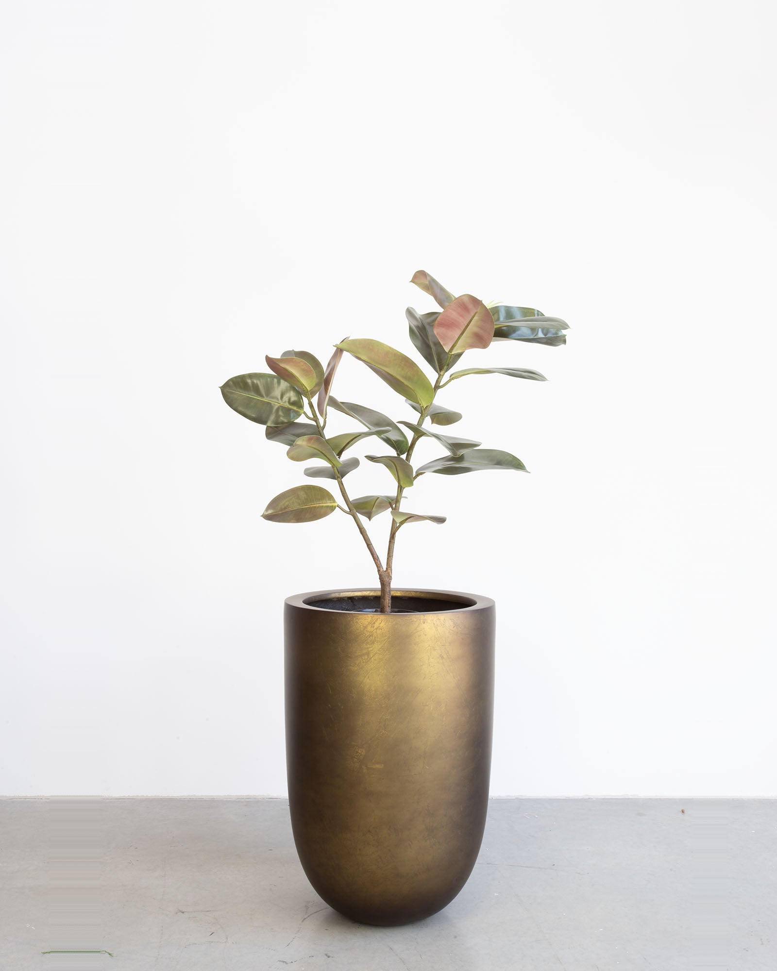 Noblesse Pflanzgefäß Set mit Ficus Elastica