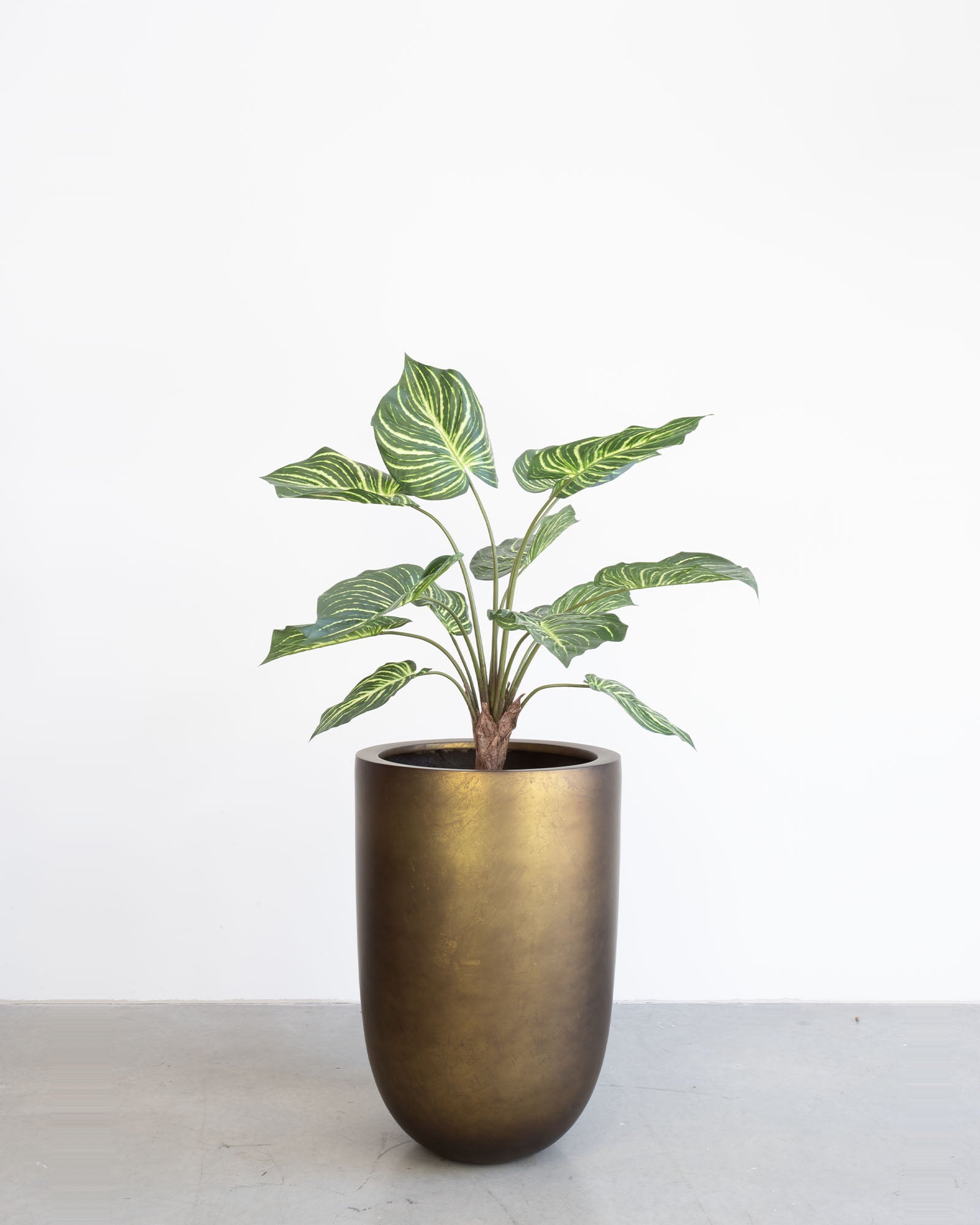 Noblesse Pflanzgefäß Set mit Calathea