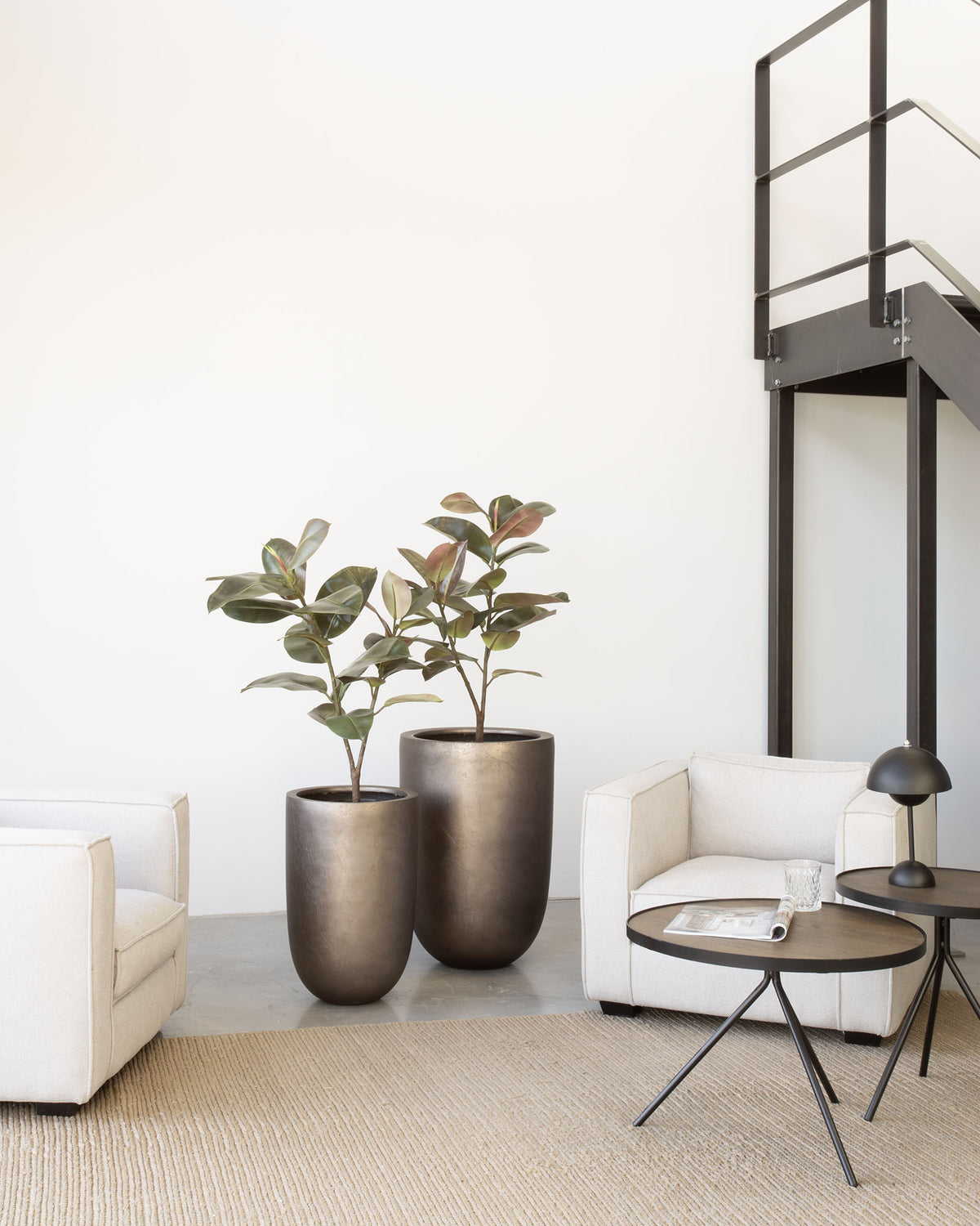 Noblesse Pflanzgefäß Set mit Ficus Elastica