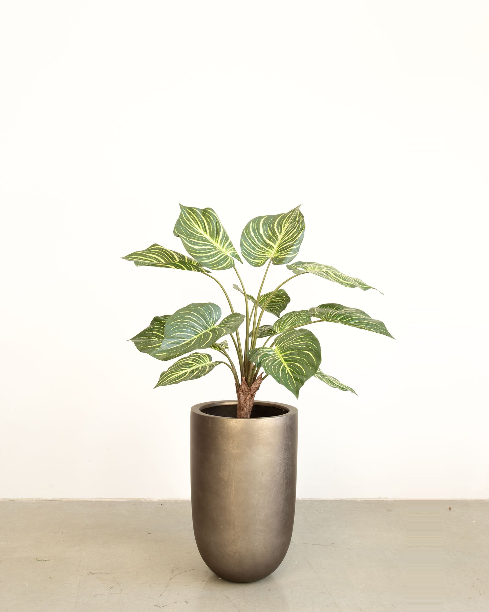 Noblesse Pflanzgefäß Set mit Calathea