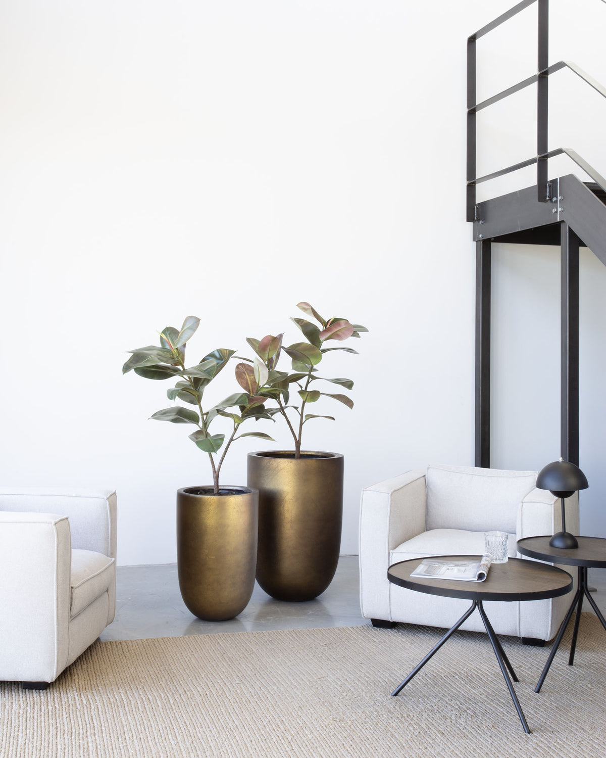 Noblesse Pflanzgefäß Set mit Ficus Elastica