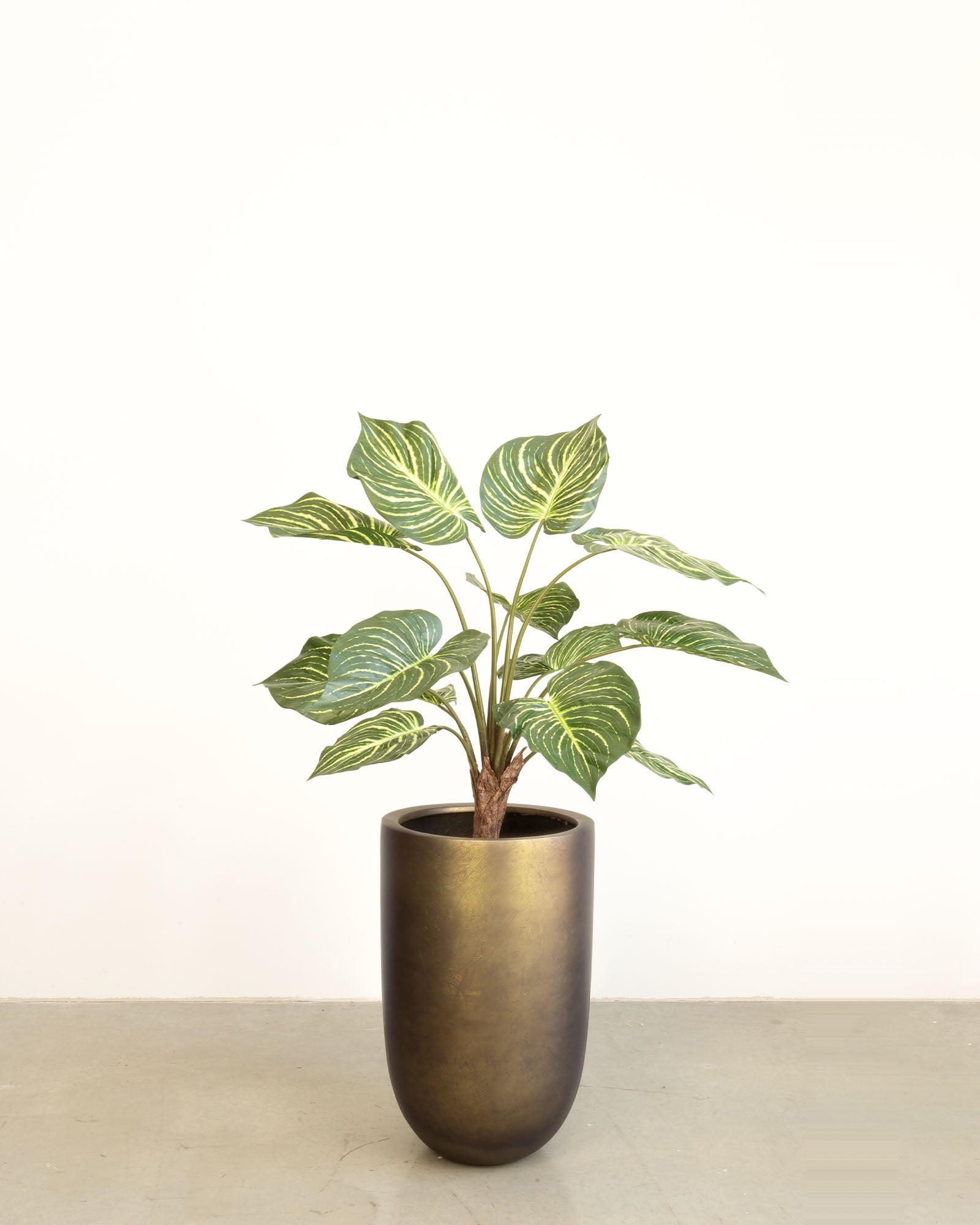 Noblesse Pflanzgefäß Set mit Calathea