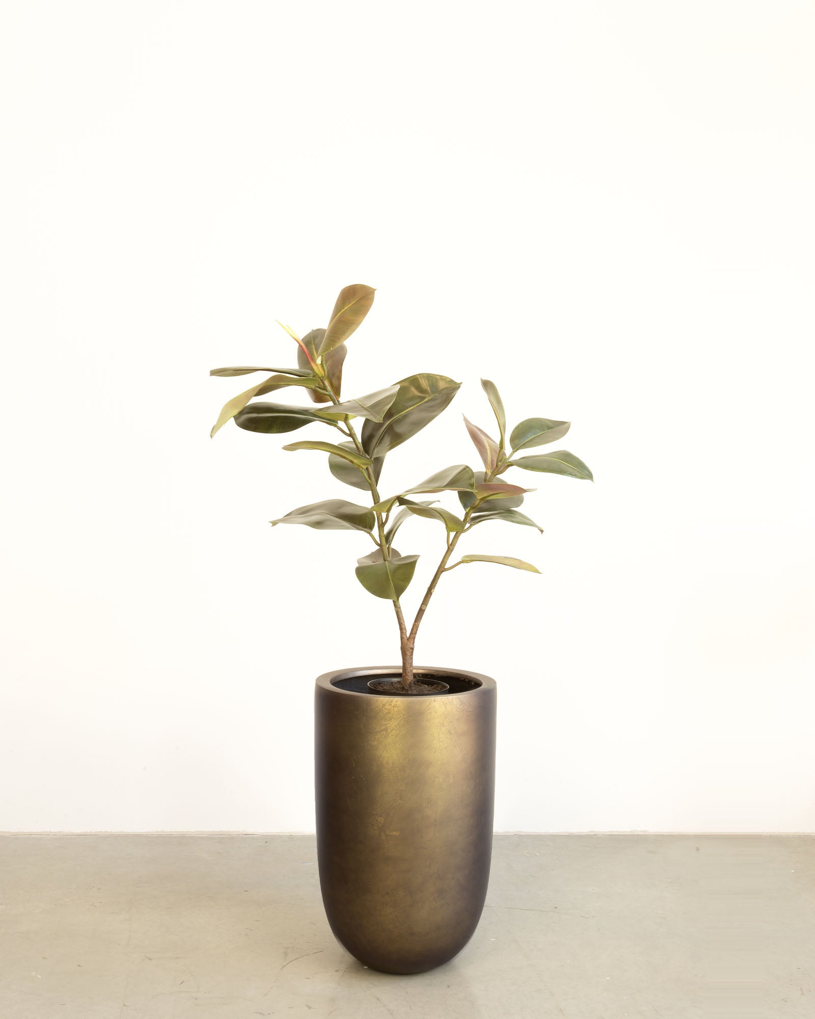 Noblesse Pflanzgefäß Set mit Ficus Elastica