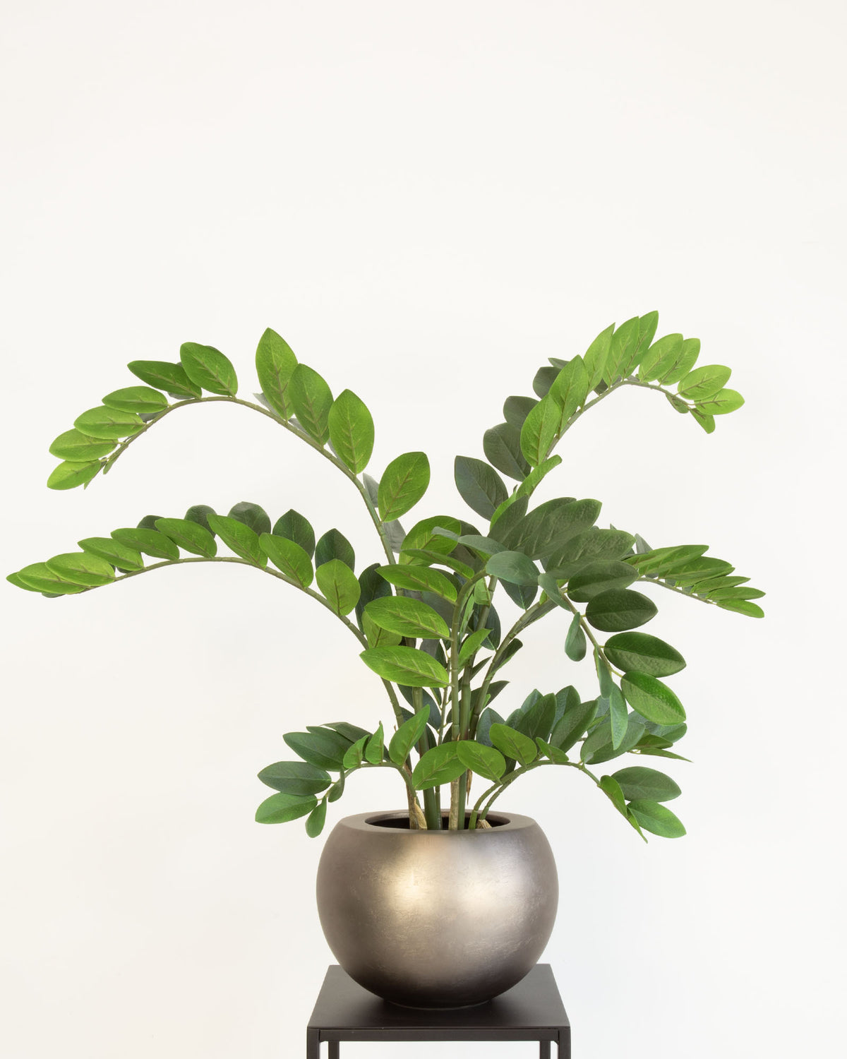 Noblesse Globe Set mit Zamioculas