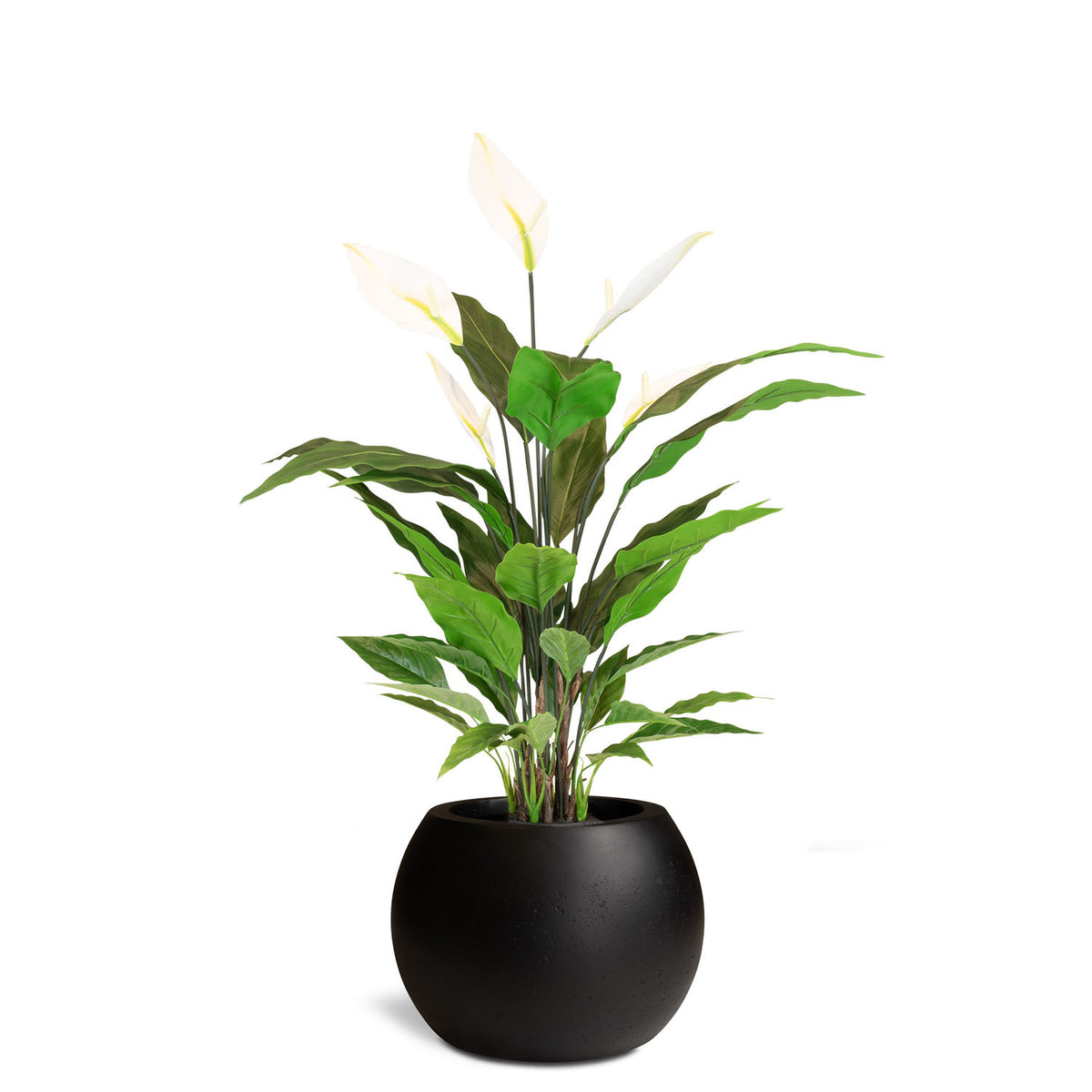 Set aus Basalo Globe und Spathiphyllum - Einblatt