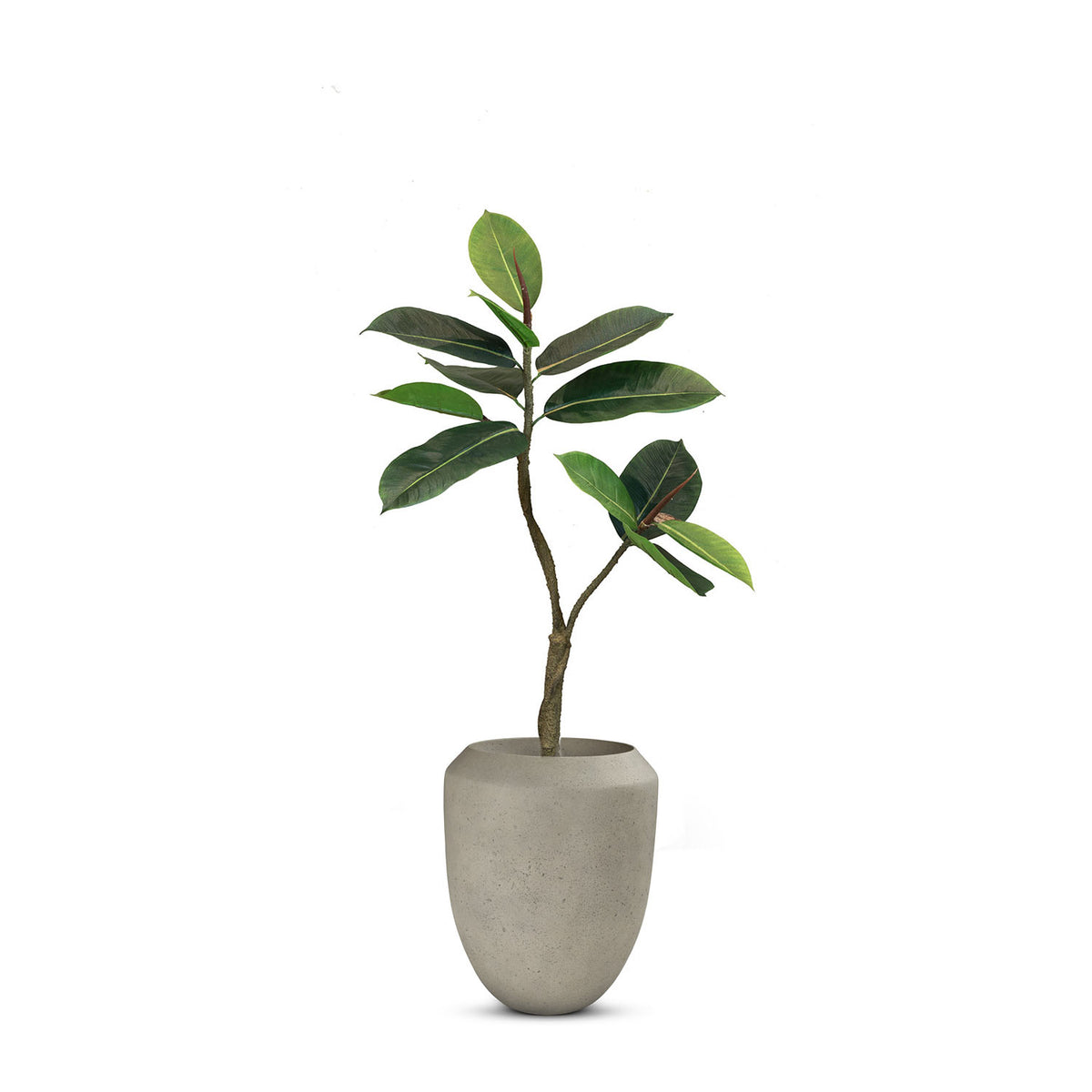 UV-stabiler Ficus Elastica im Calmo Bodengefäß von Get Your Green Seitenansicht für den Outdoor-Bereich