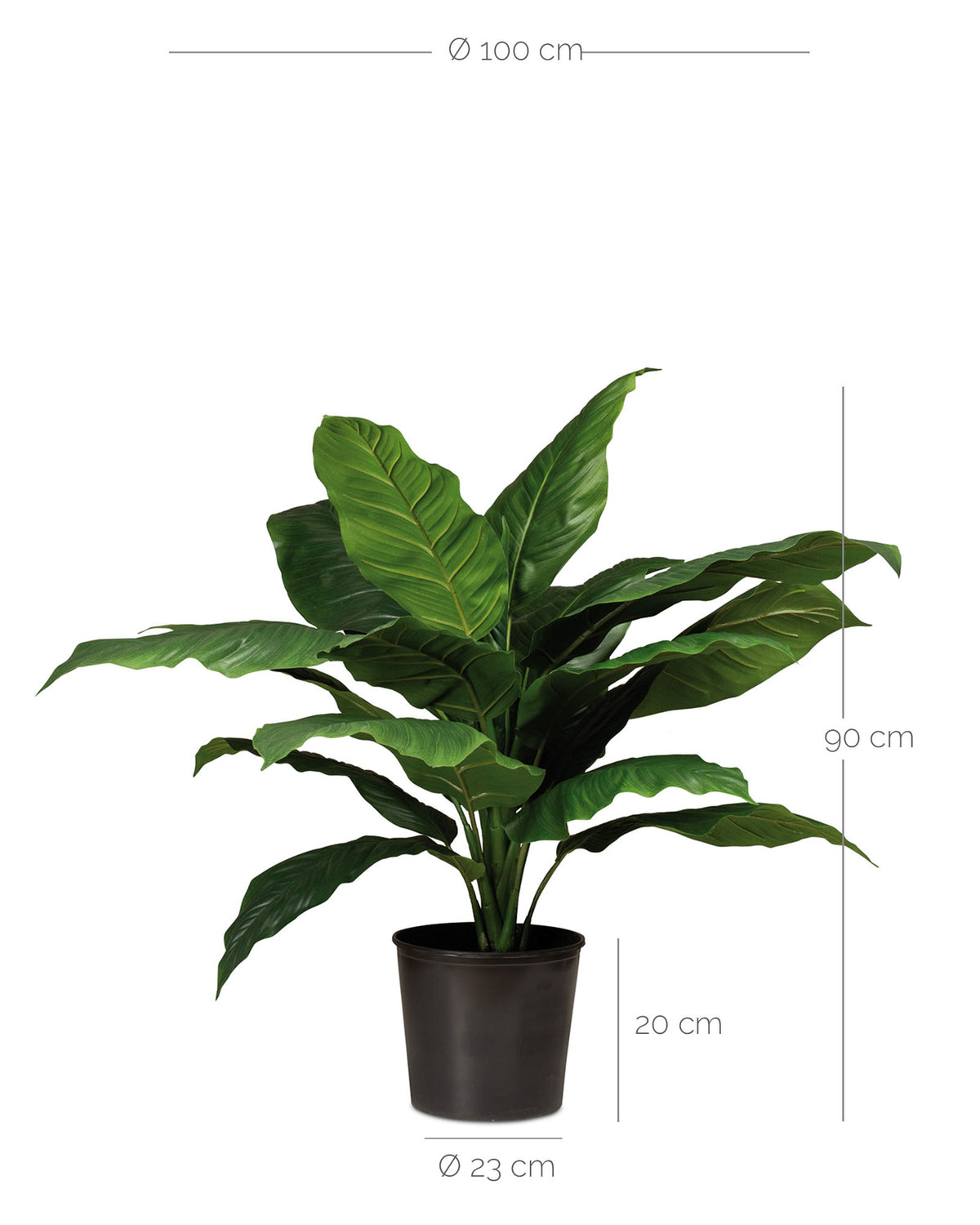 Einblatt Spathiphyllum Kunstpflanze mit weißen Blüten und grünen Blättern Detailansicht der Blattstruktur