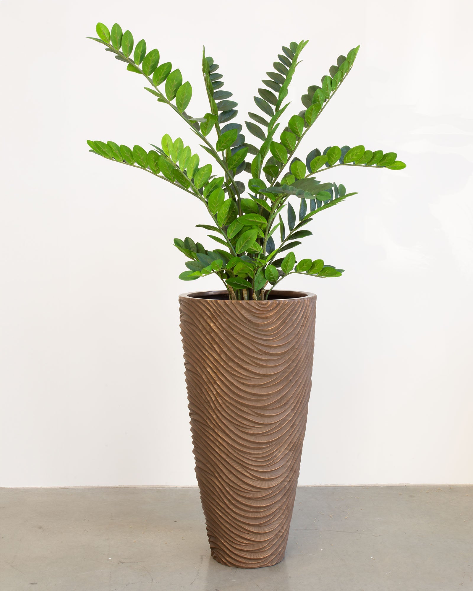Oviano Set mit Zamioculcas