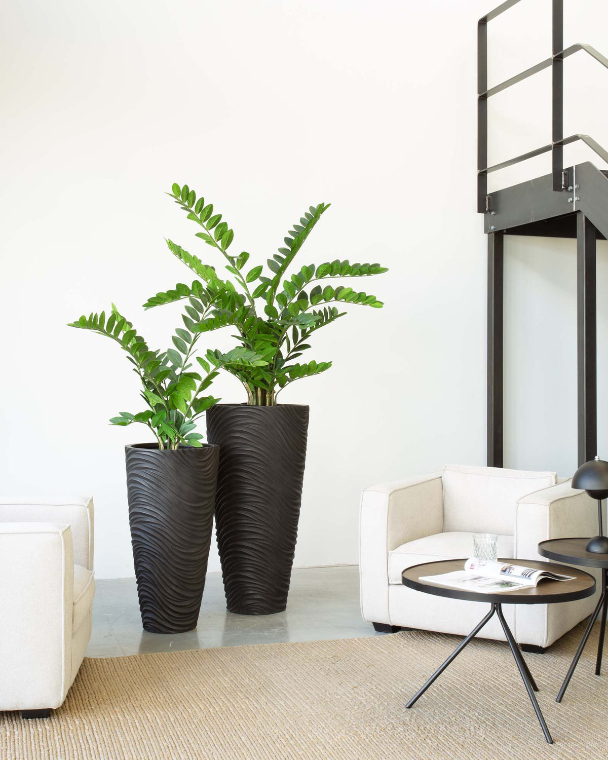 Oviano Set mit Zamioculcas