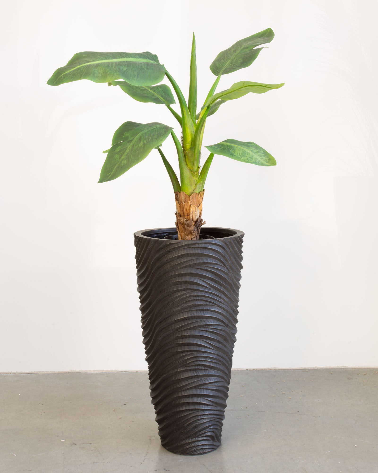Oviano Set mit Bananenbaum