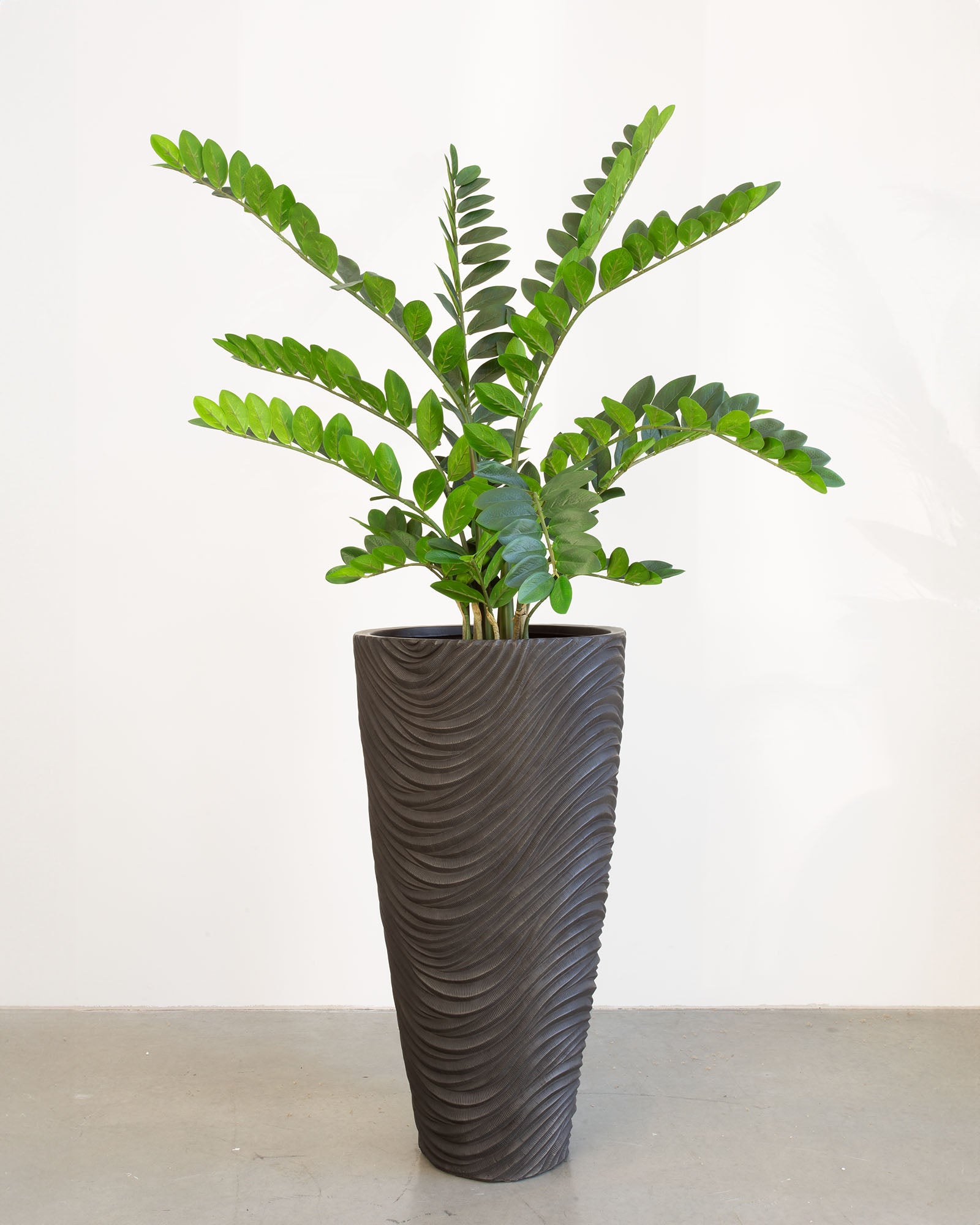 Oviano Set mit Zamioculcas