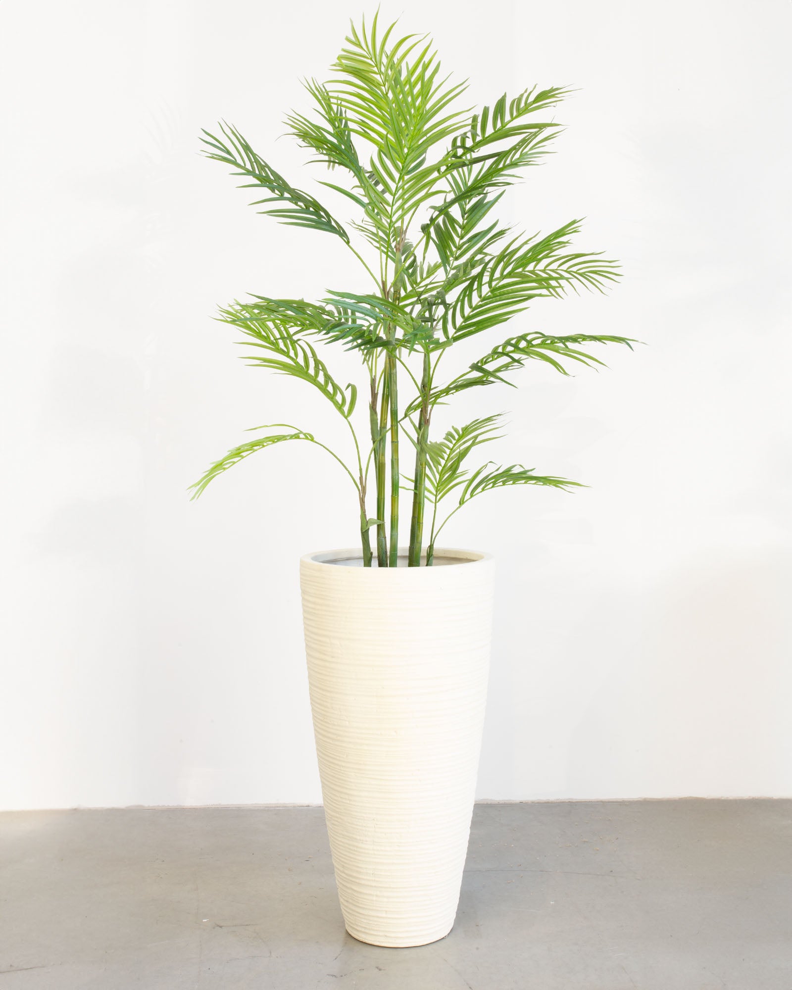 Linara Set mit Goldfruchtpalme