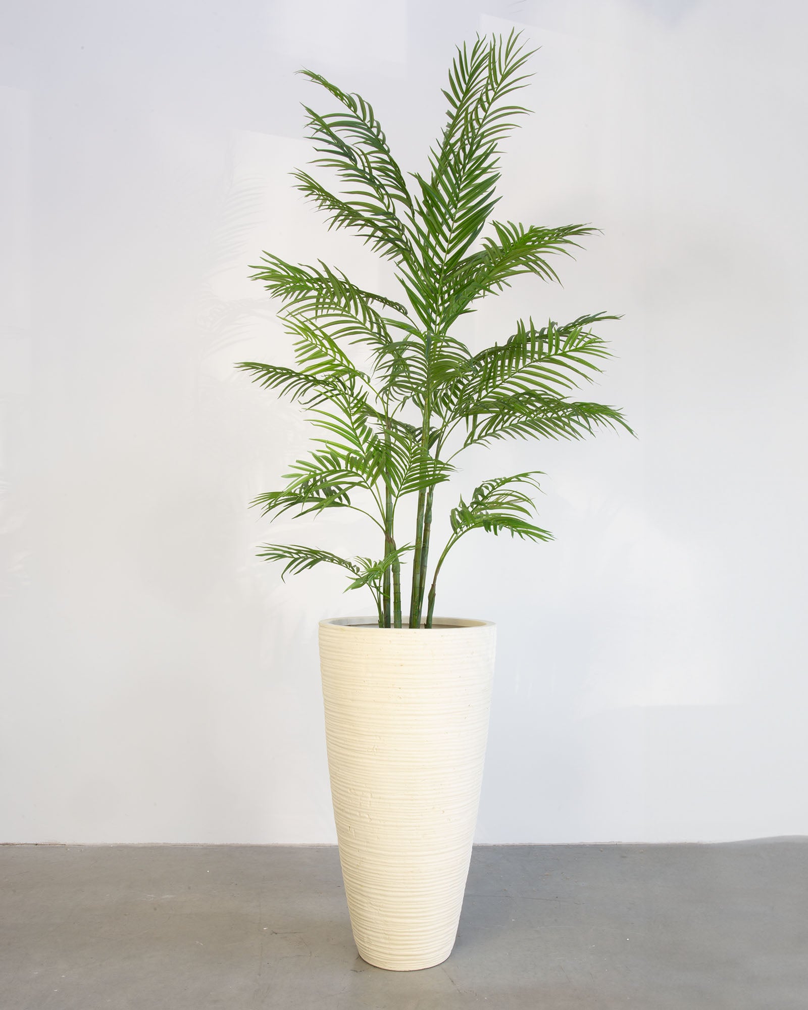 Linara Set mit Goldfruchtpalme