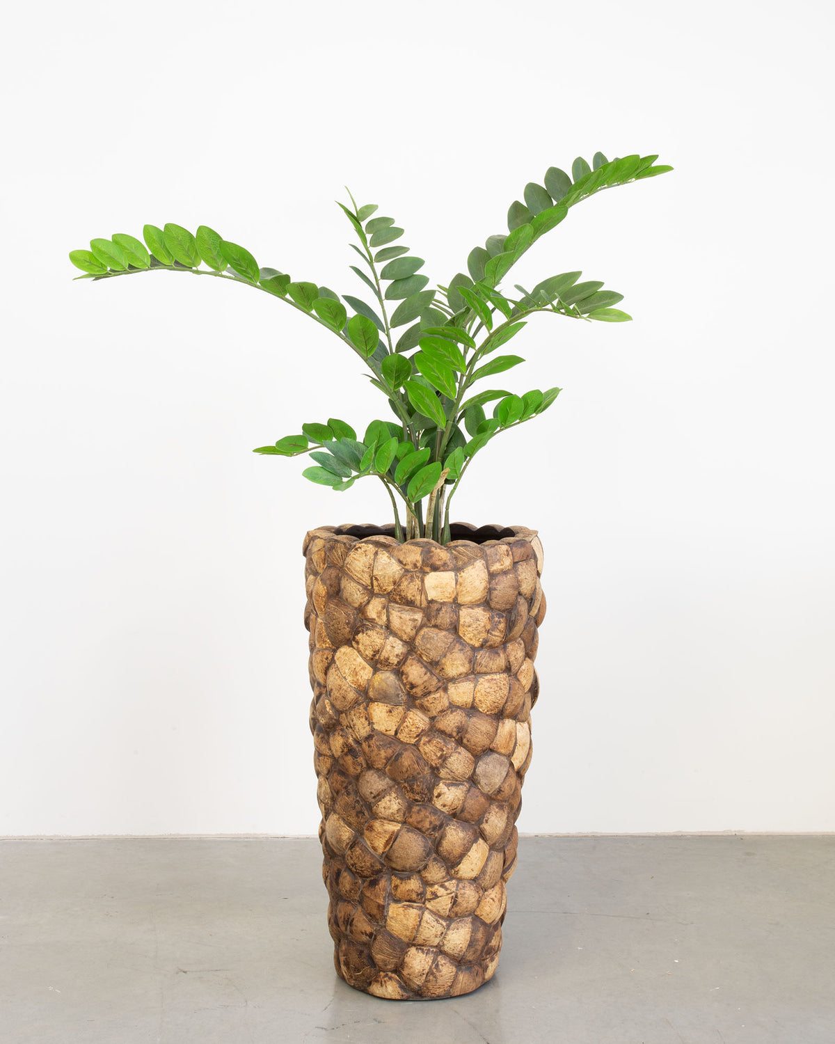 Kokona Set mit Zamioculcas