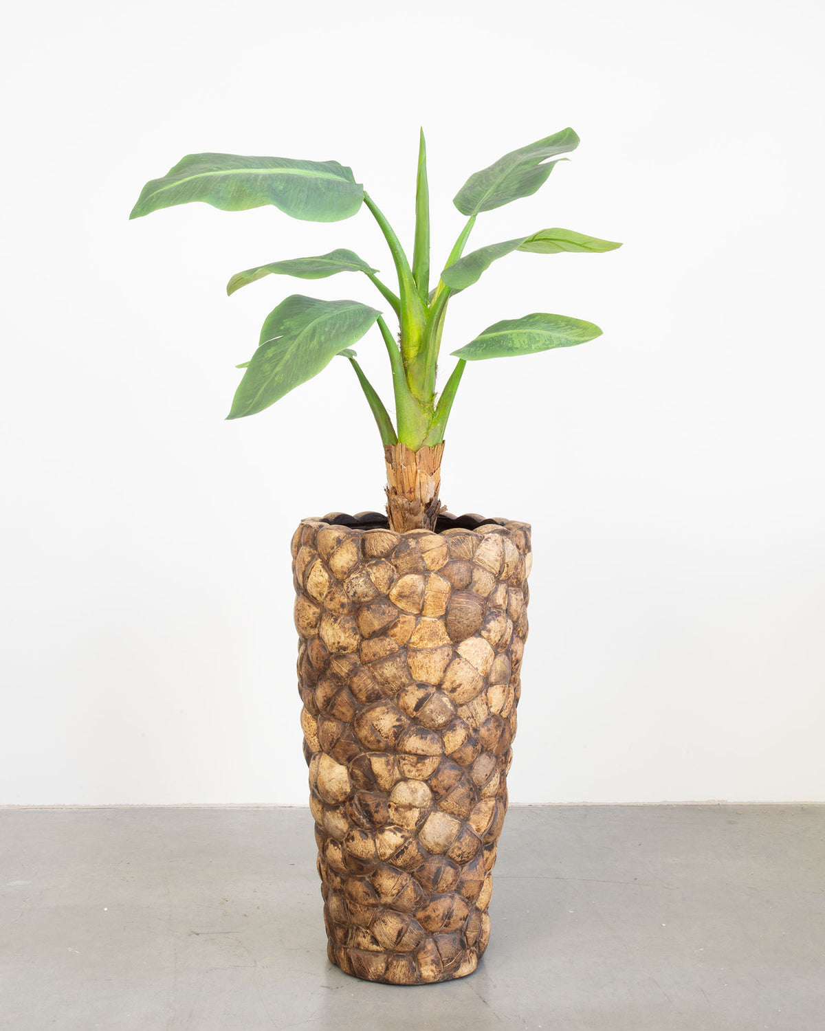 Kokona Set mit Bananenbaum