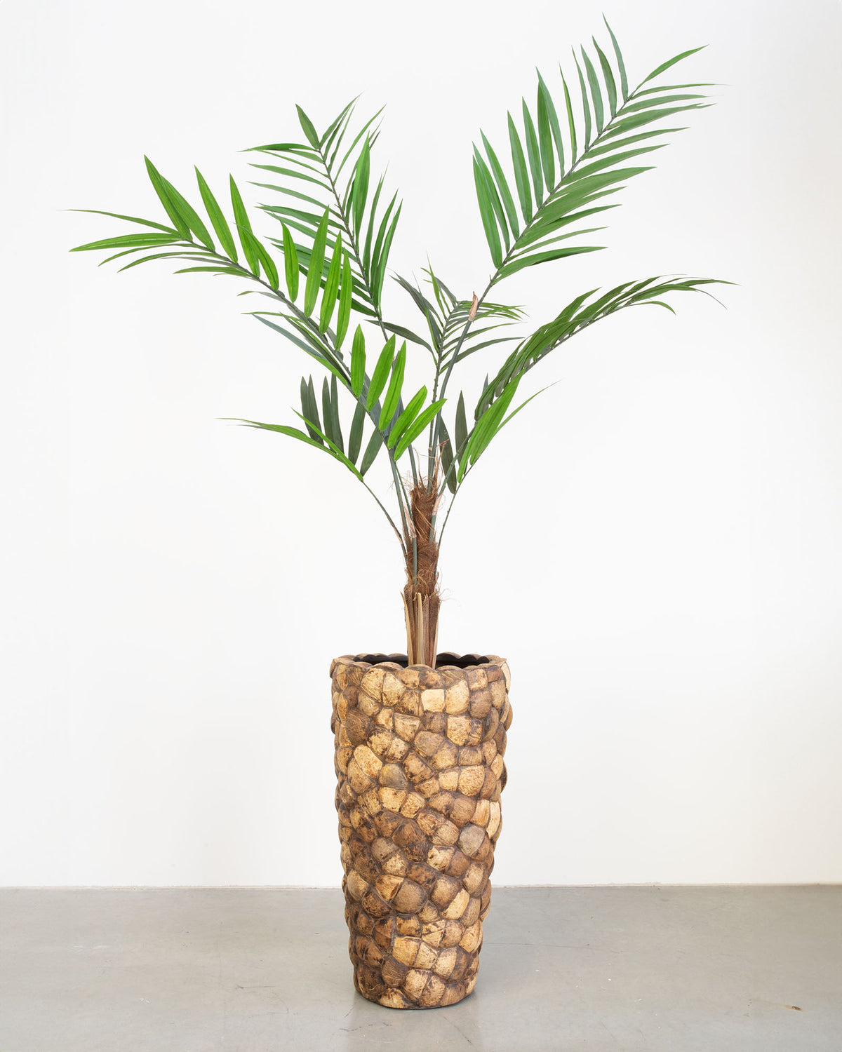 Kokona Set mit Kentia